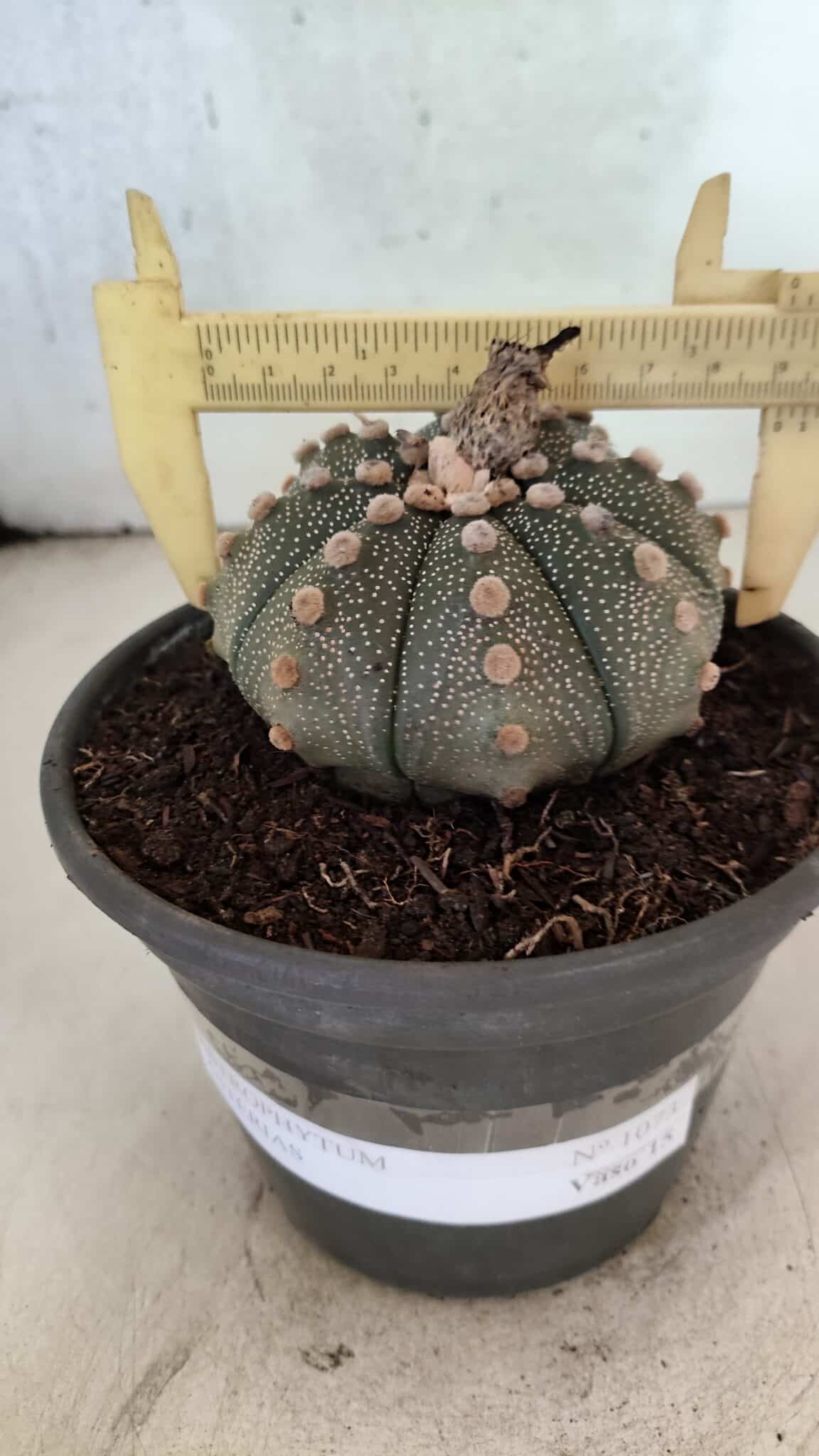 MATRIZ ASTROPHYTUM ASTERIAS Nº 1073 – vaso 15 - foto 4