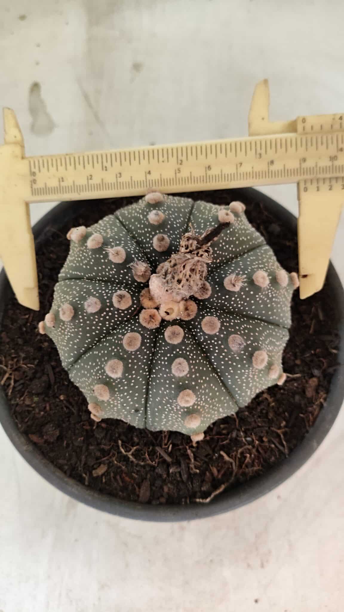MATRIZ ASTROPHYTUM ASTERIAS Nº 1073 – vaso 15 - foto 5