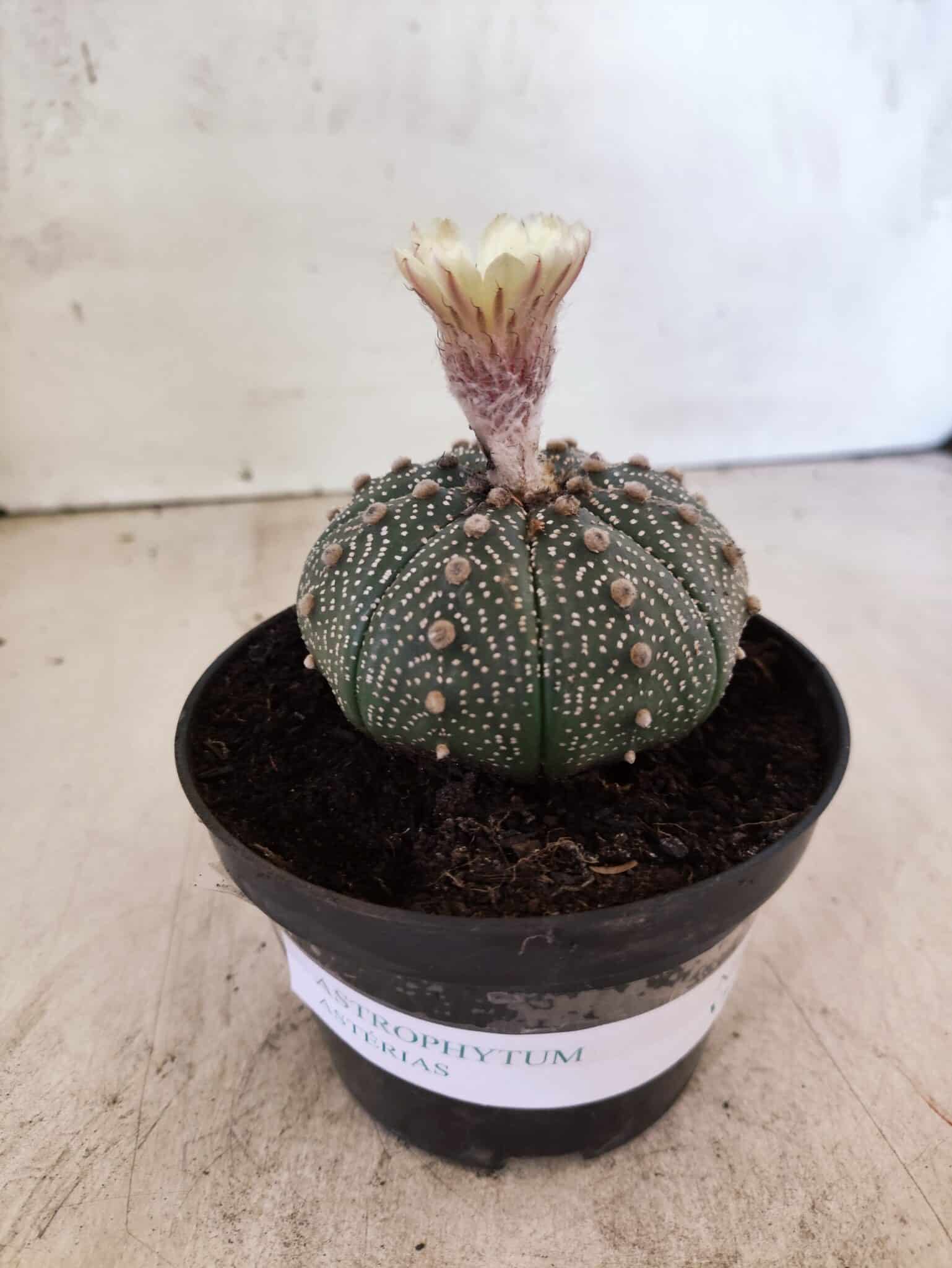 ASTROPHYTUM ASTERIAS  Nº 1080 – vaso 11 - foto 2