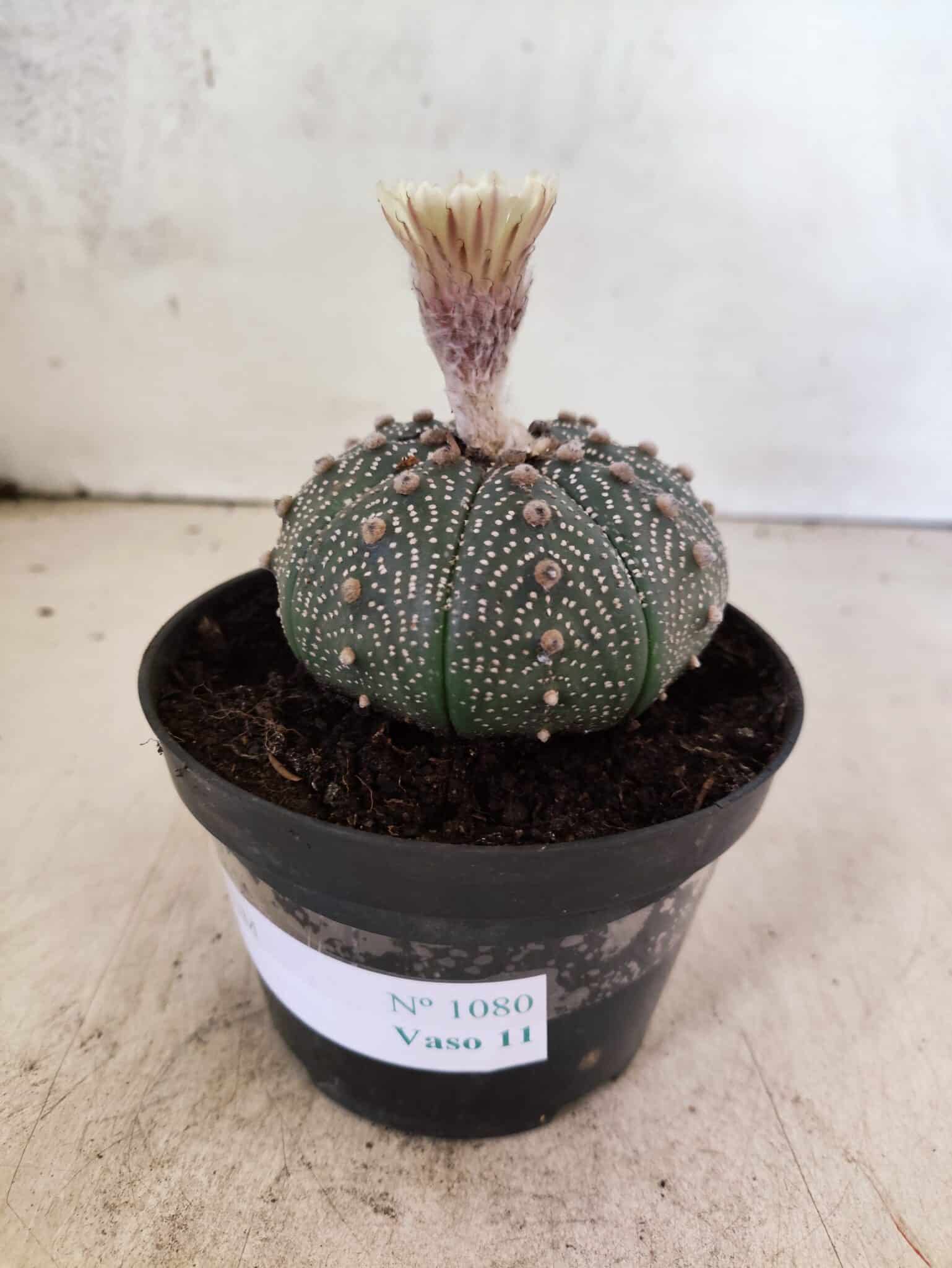 ASTROPHYTUM ASTERIAS  Nº 1080 – vaso 11 - foto 8