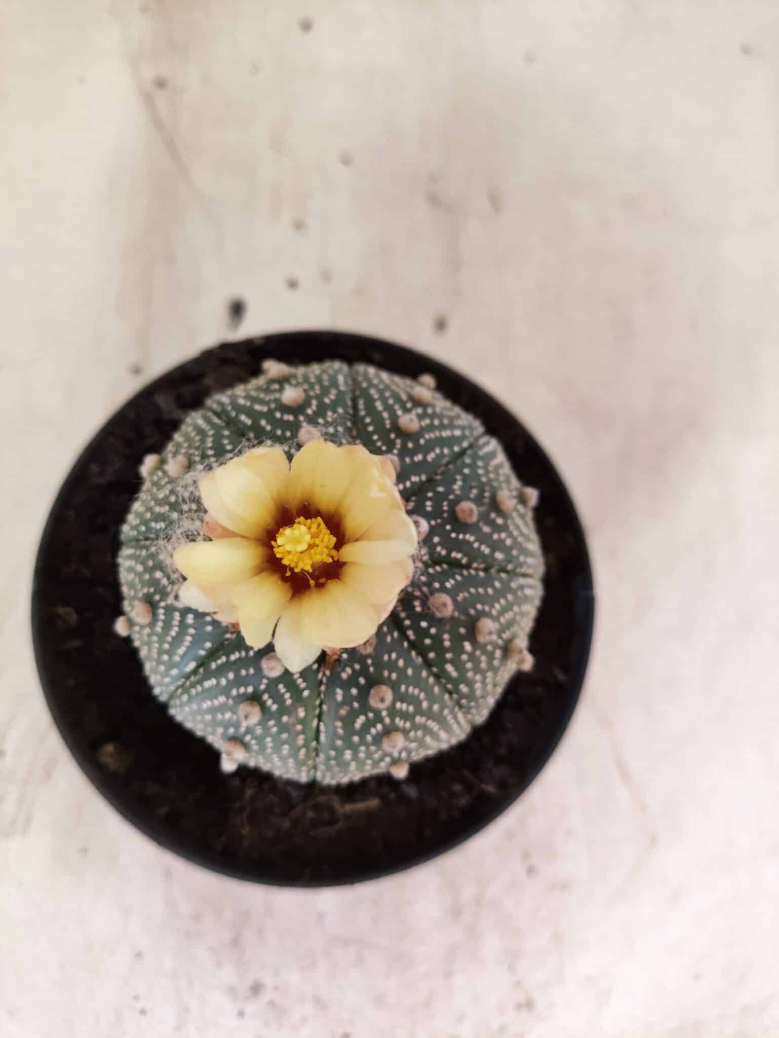 ASTROPHYTUM ASTERIAS  Nº 1080 – vaso 11 - foto 3