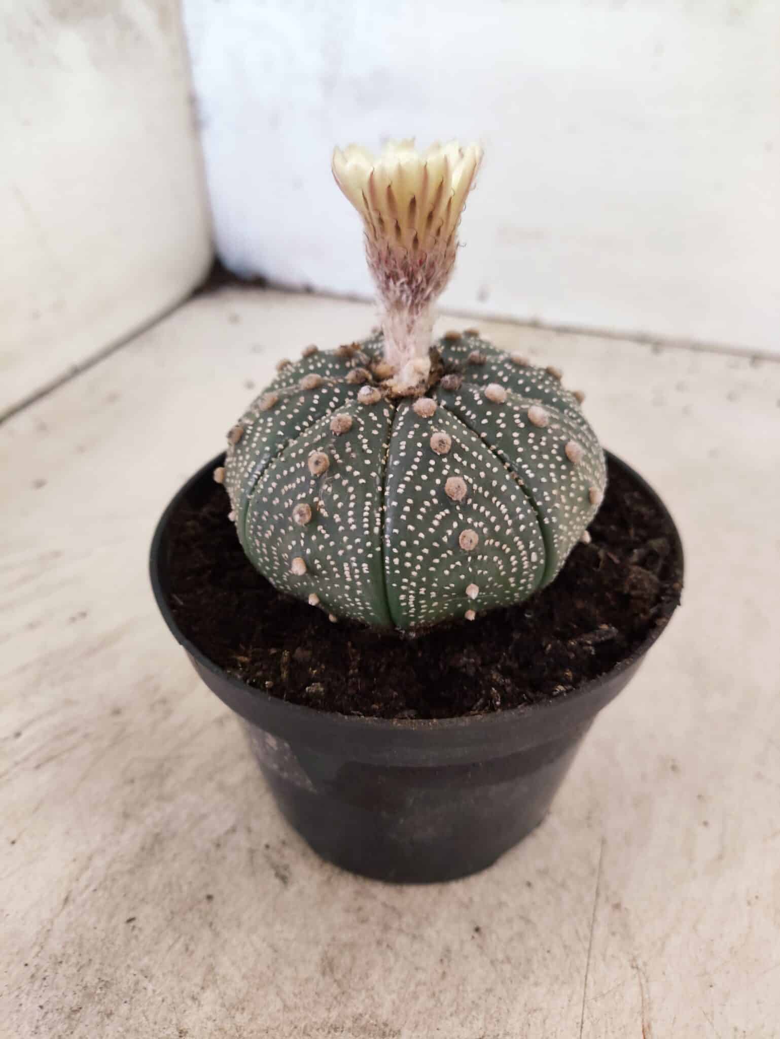 ASTROPHYTUM ASTERIAS  Nº 1080 – vaso 11 - foto 7