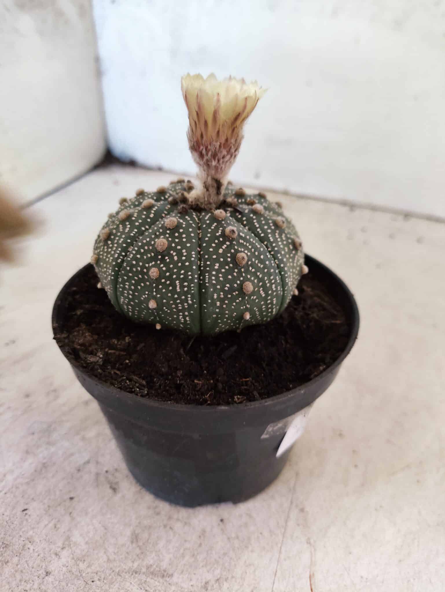 ASTROPHYTUM ASTERIAS  Nº 1080 – vaso 11 - foto 6