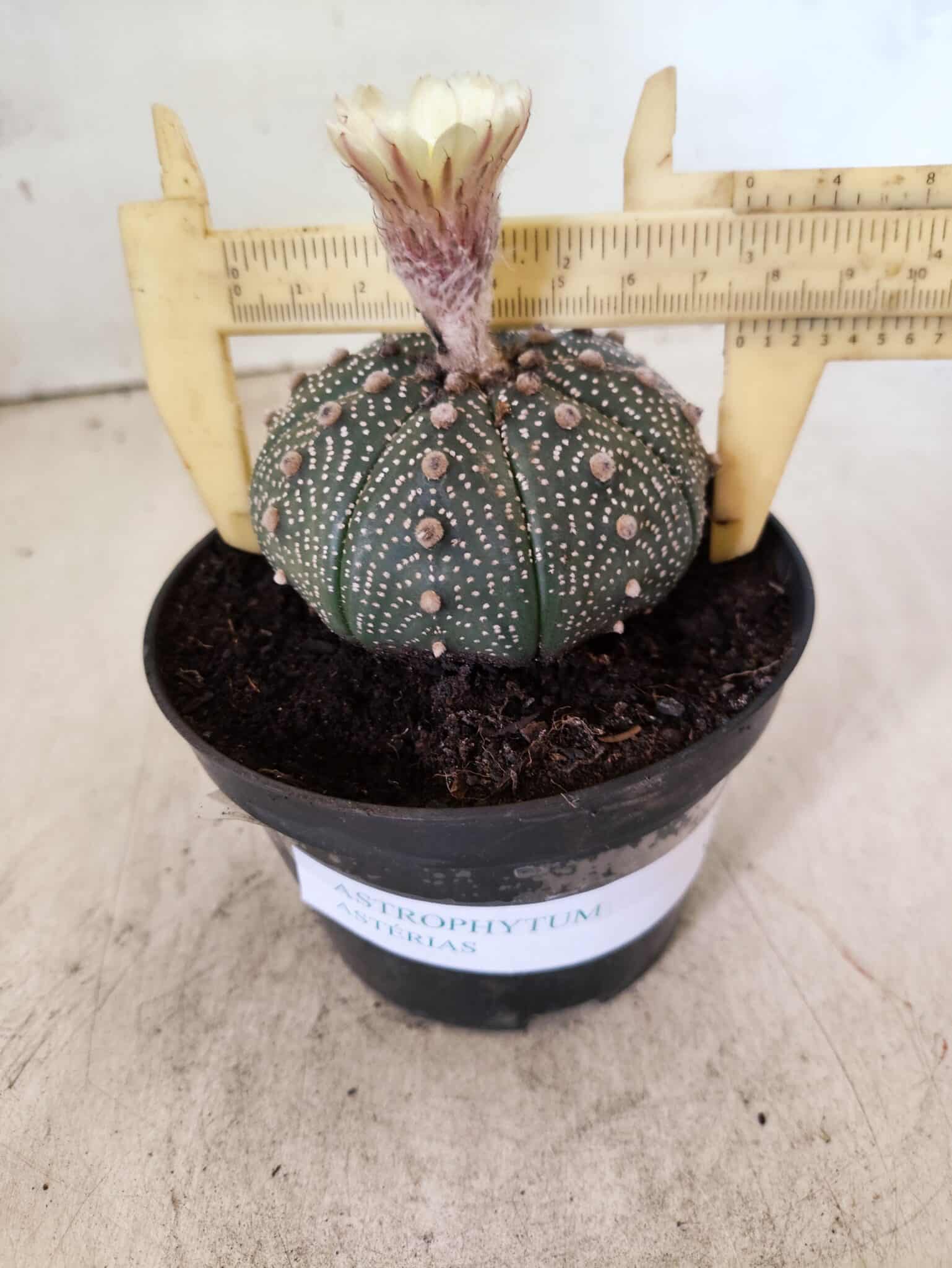 ASTROPHYTUM ASTERIAS  Nº 1080 – vaso 11 - foto 4
