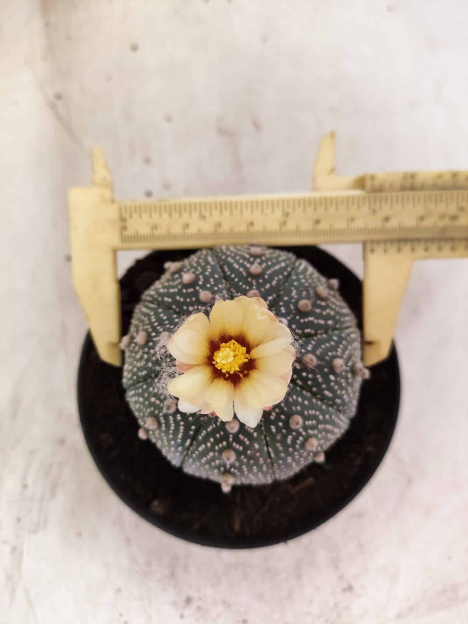 ASTROPHYTUM ASTERIAS  Nº 1080 – vaso 11 - foto 5
