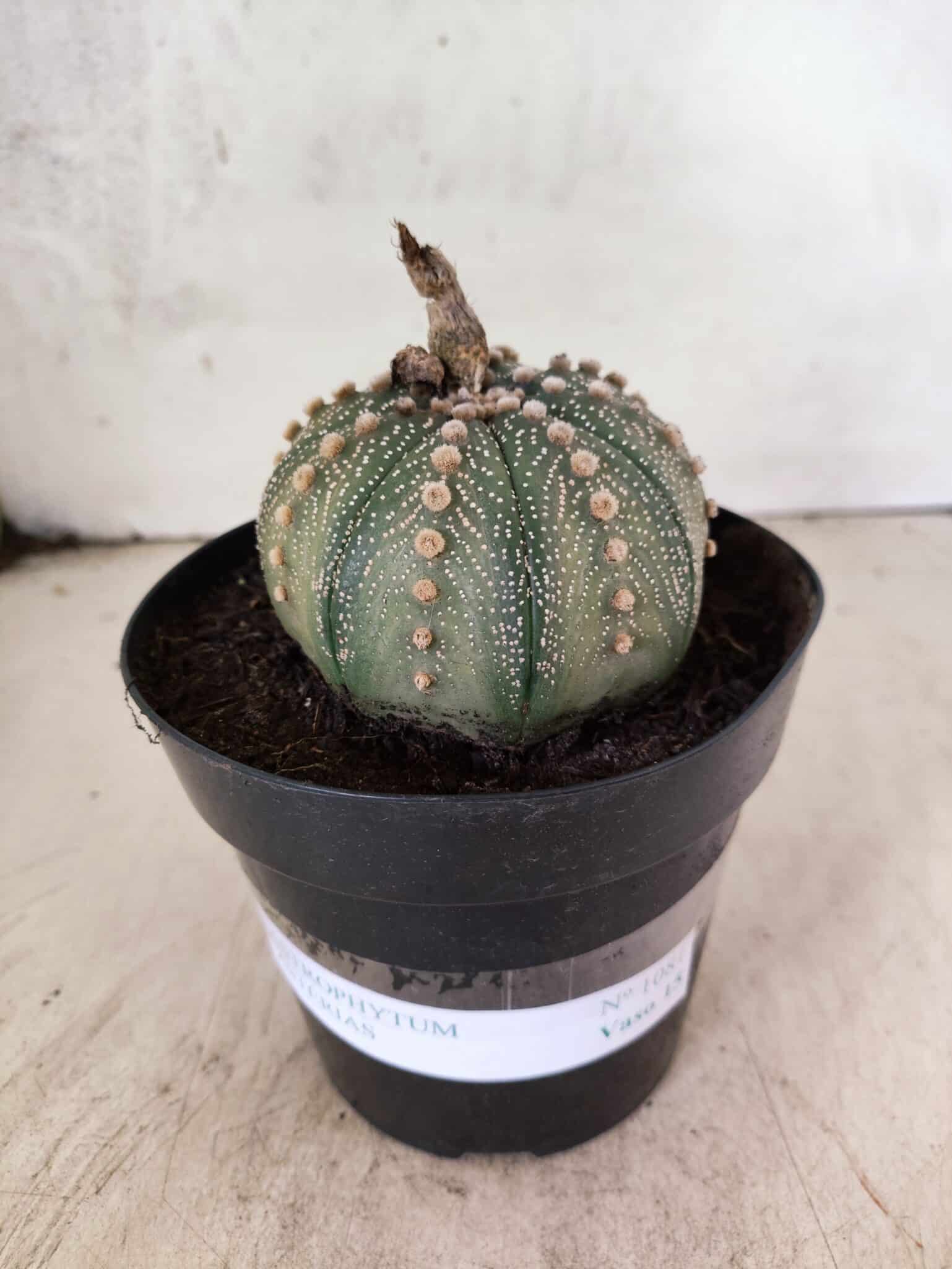 MATRIZ ASTROPHYTUM ASTERIAS Nº 1081 – vaso 15 - foto 2