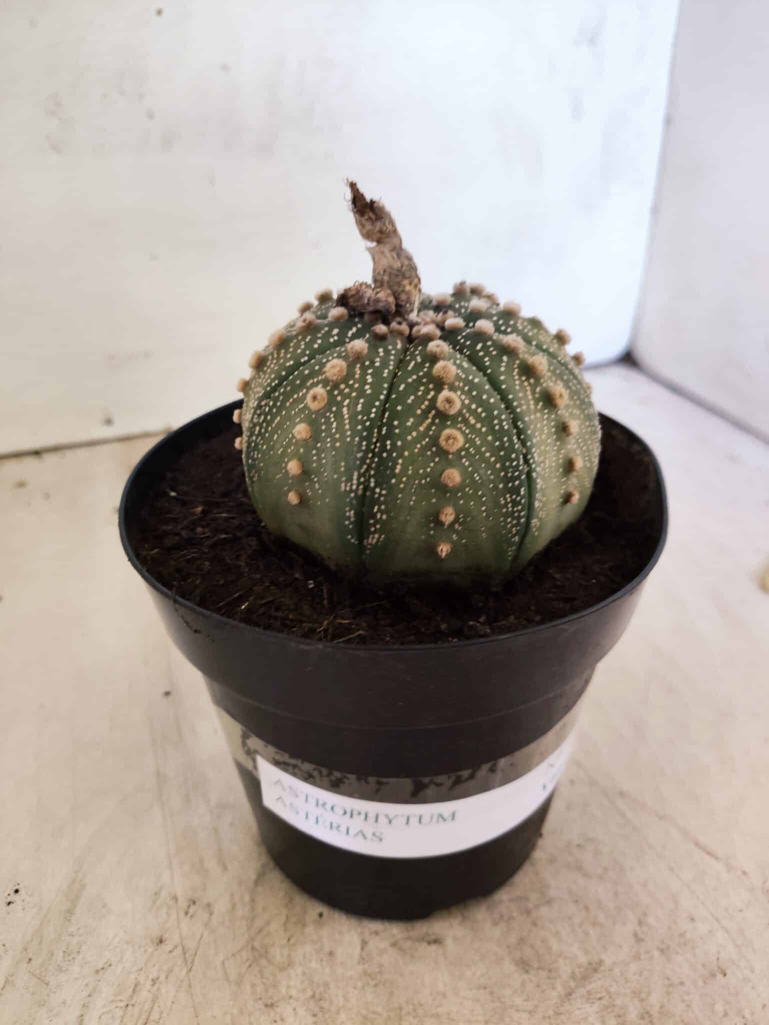 MATRIZ ASTROPHYTUM ASTERIAS Nº 1081 – vaso 15 - foto 8