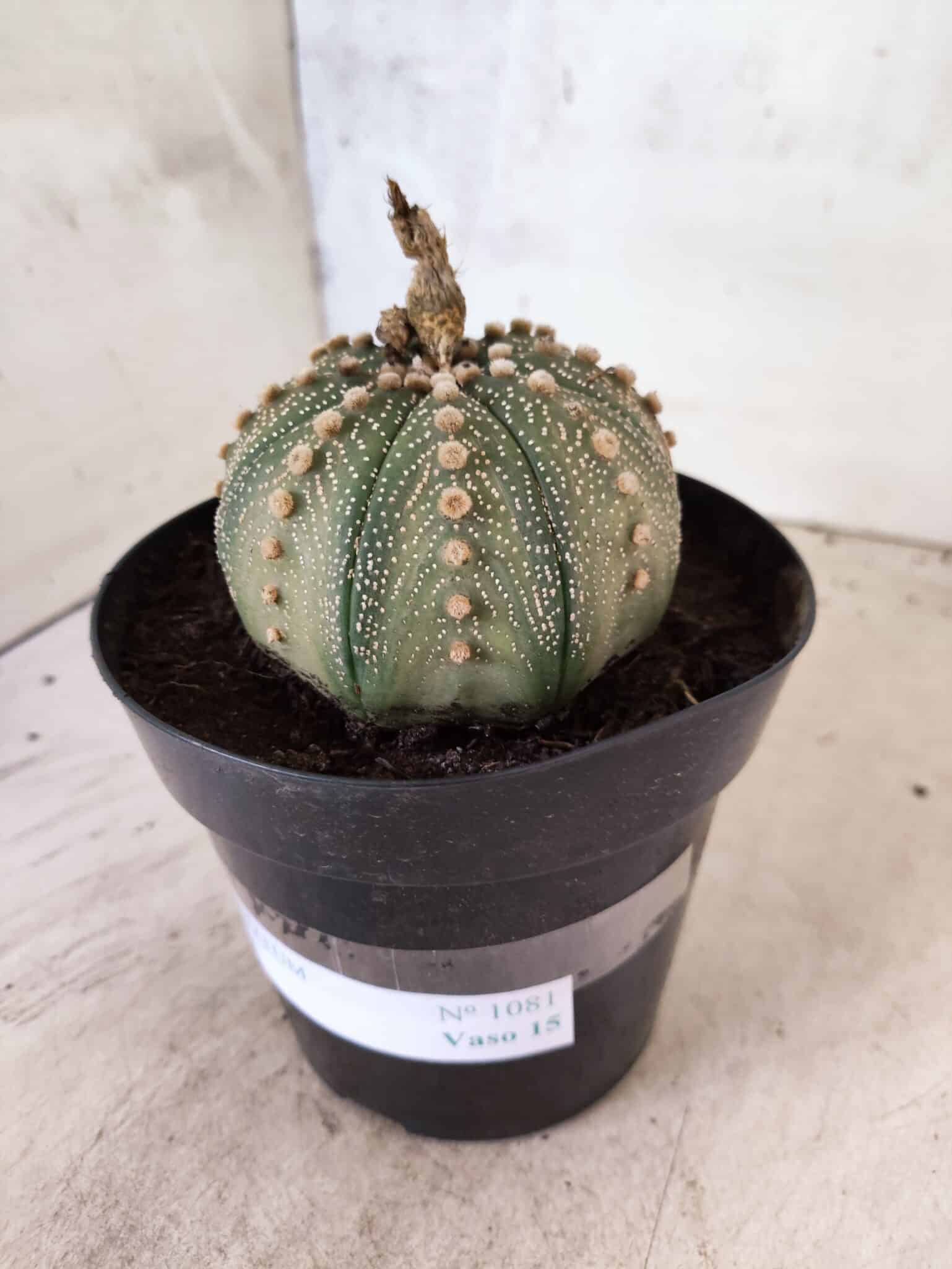 MATRIZ ASTROPHYTUM ASTERIAS Nº 1081 – vaso 15 - foto 7