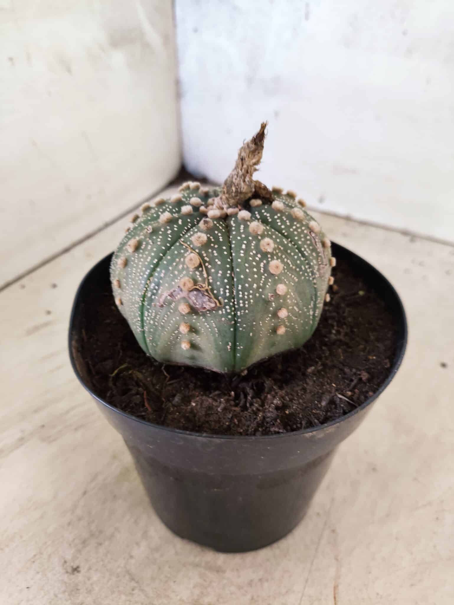 MATRIZ ASTROPHYTUM ASTERIAS Nº 1081 – vaso 15 - foto 6