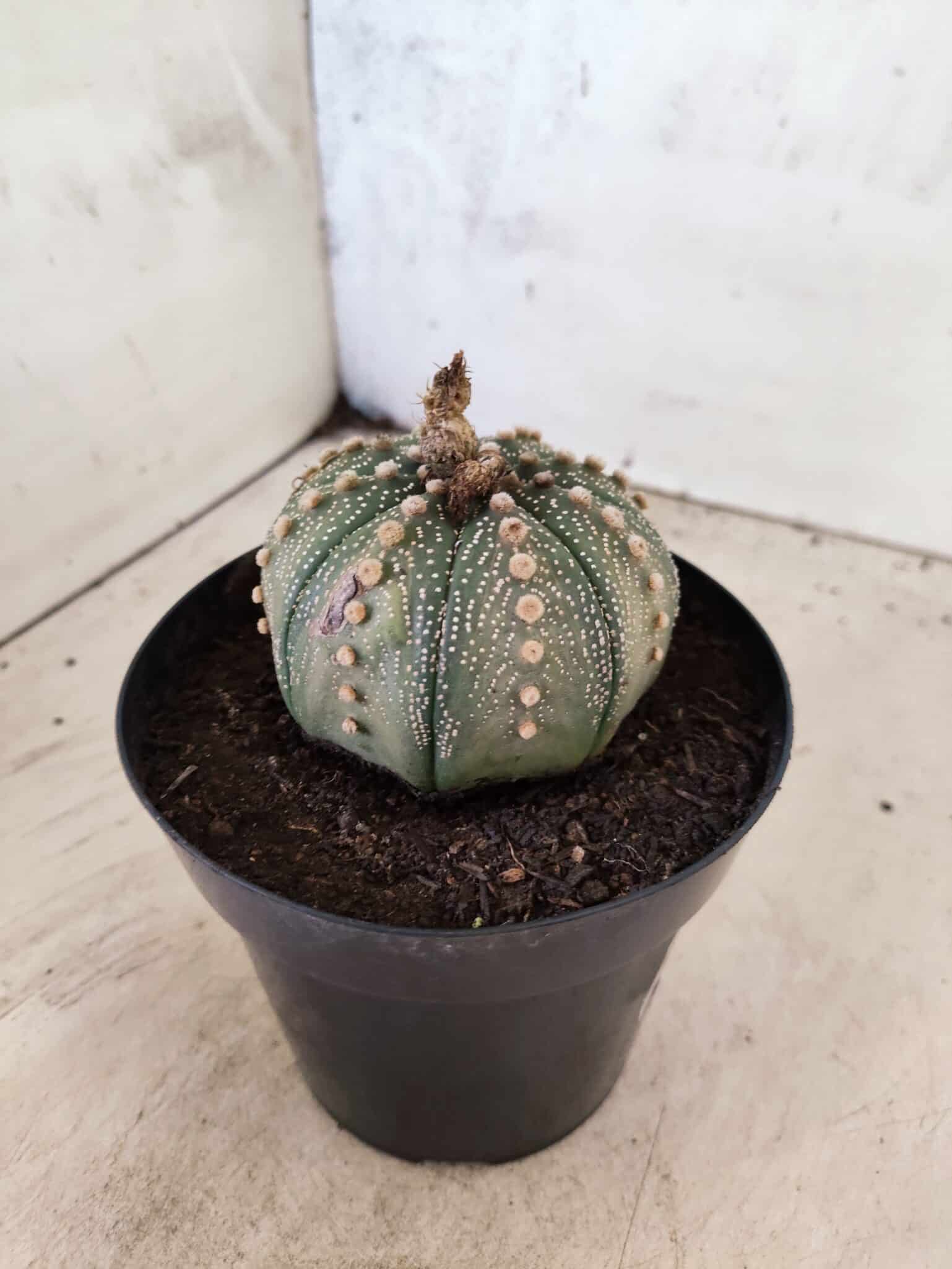 MATRIZ ASTROPHYTUM ASTERIAS Nº 1081 – vaso 15 - foto 5