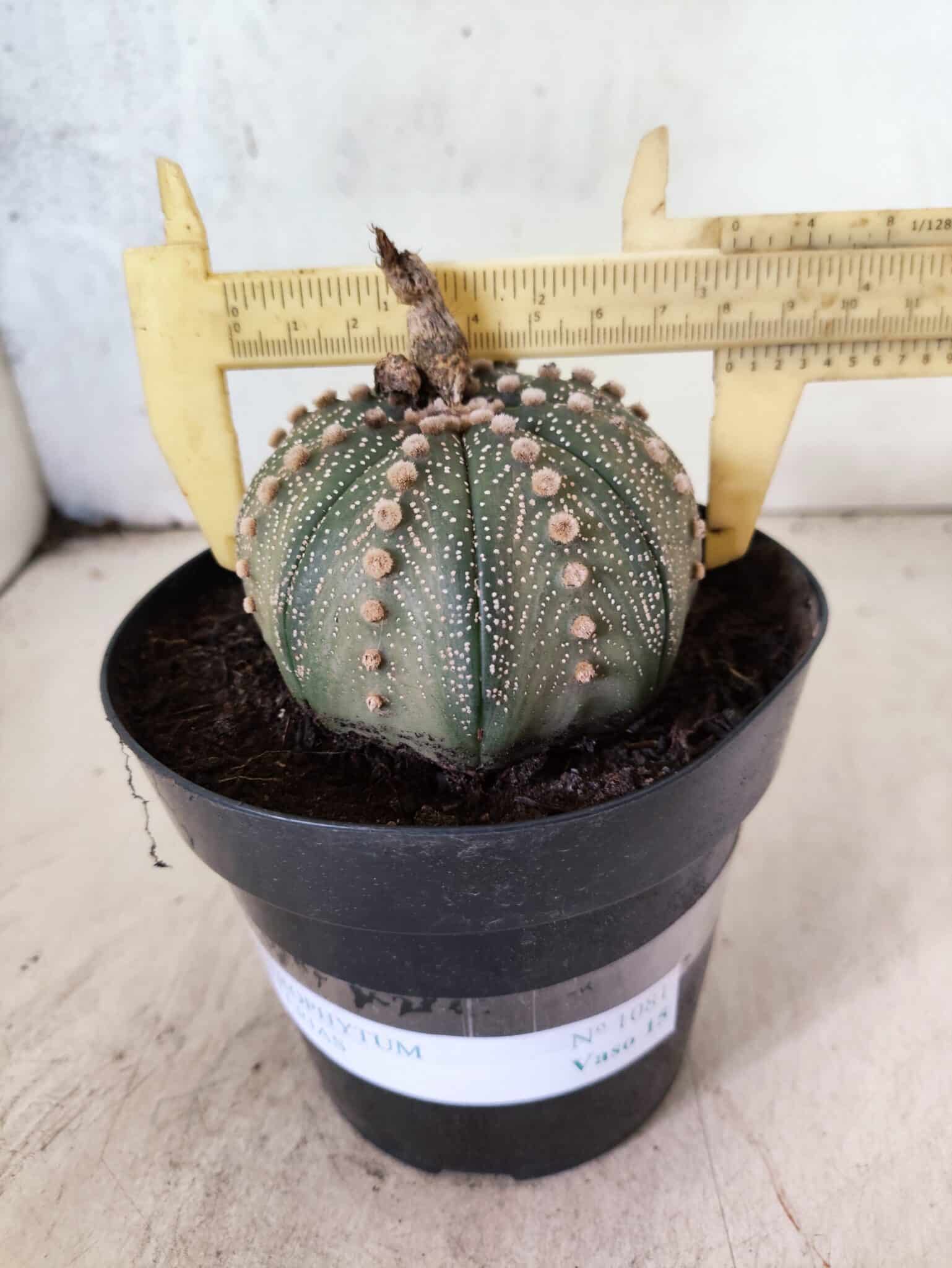 MATRIZ ASTROPHYTUM ASTERIAS Nº 1081 – vaso 15 - foto 4