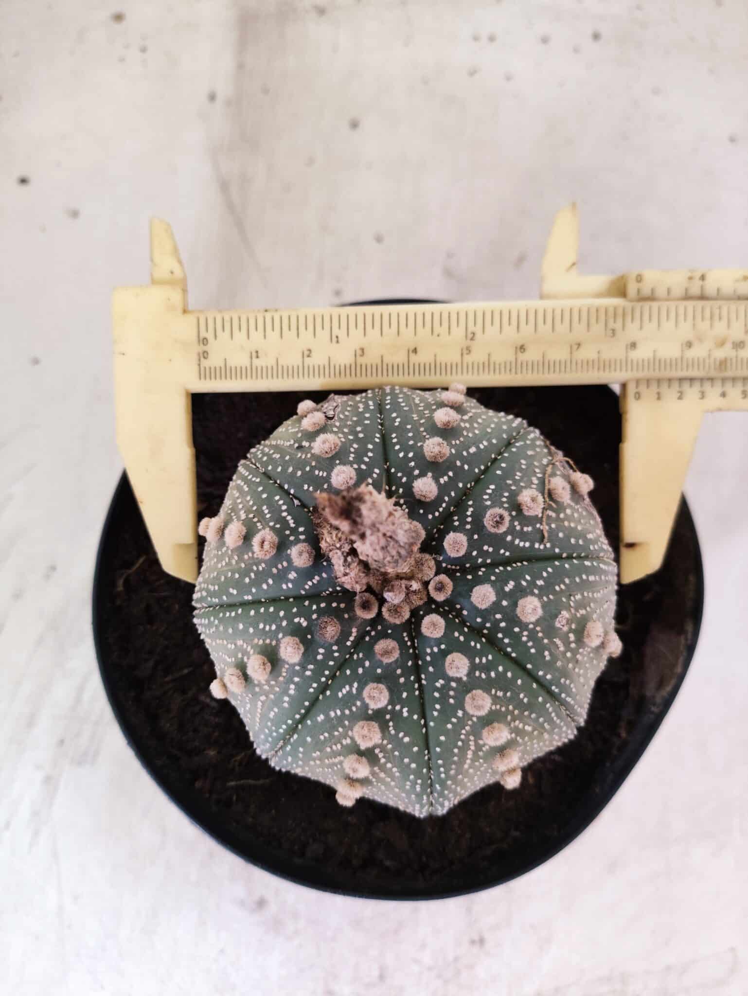 MATRIZ ASTROPHYTUM ASTERIAS Nº 1081 – vaso 15 - foto 3
