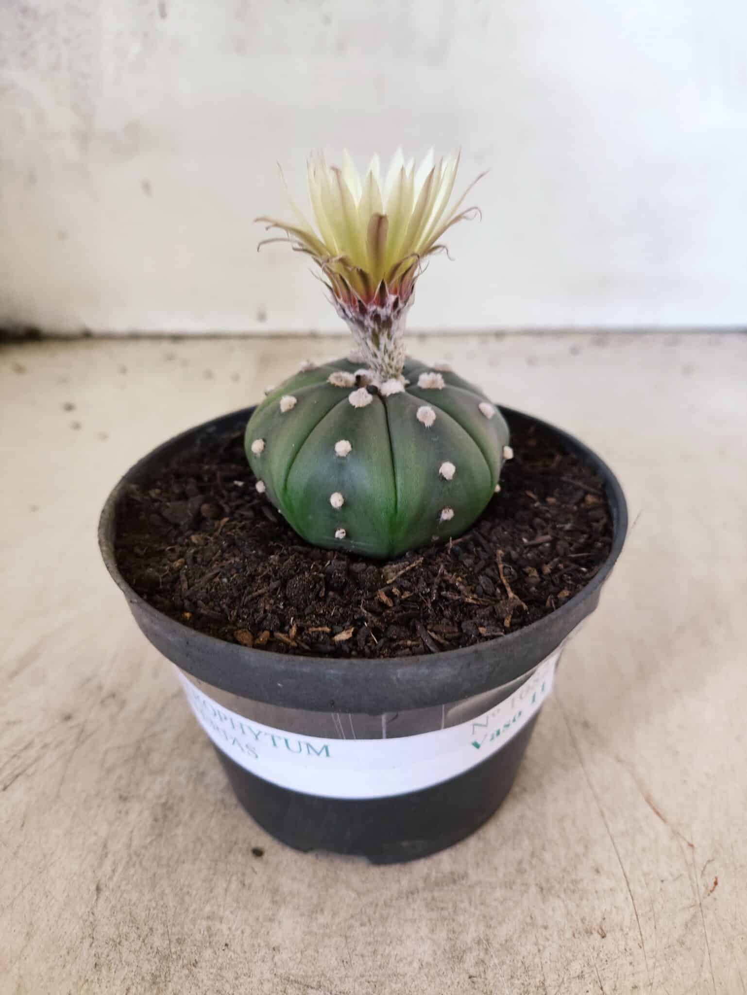 MATRIZ ASTROPHYTUM ASTERIAS "NUDUM" Nº 1082 – vaso 11 - foto 2