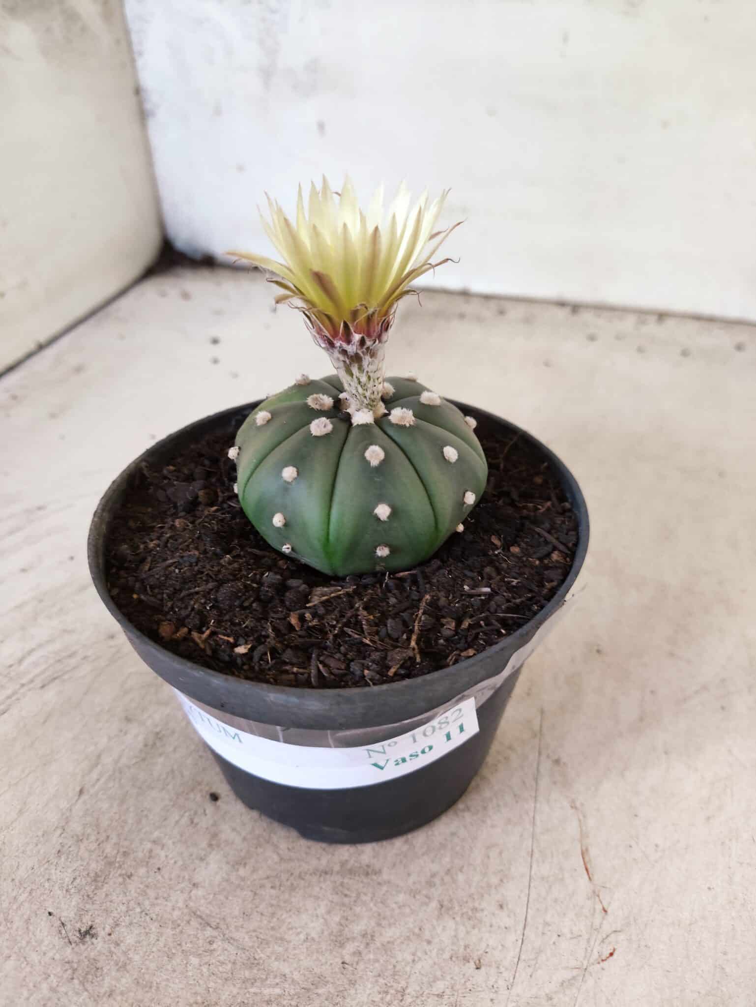 MATRIZ ASTROPHYTUM ASTERIAS "NUDUM" Nº 1082 – vaso 11 - foto 8