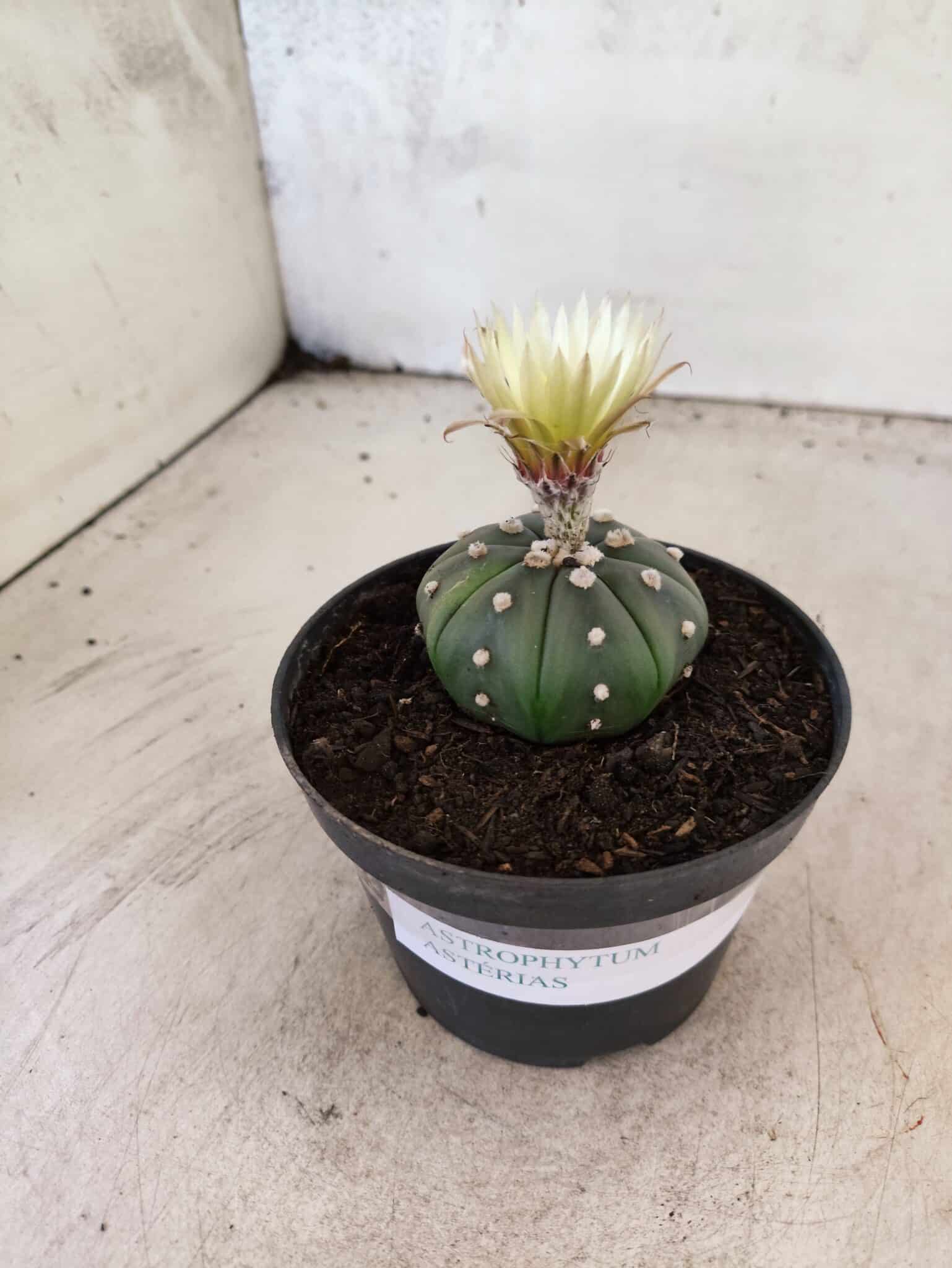 MATRIZ ASTROPHYTUM ASTERIAS "NUDUM" Nº 1082 – vaso 11 - foto 7