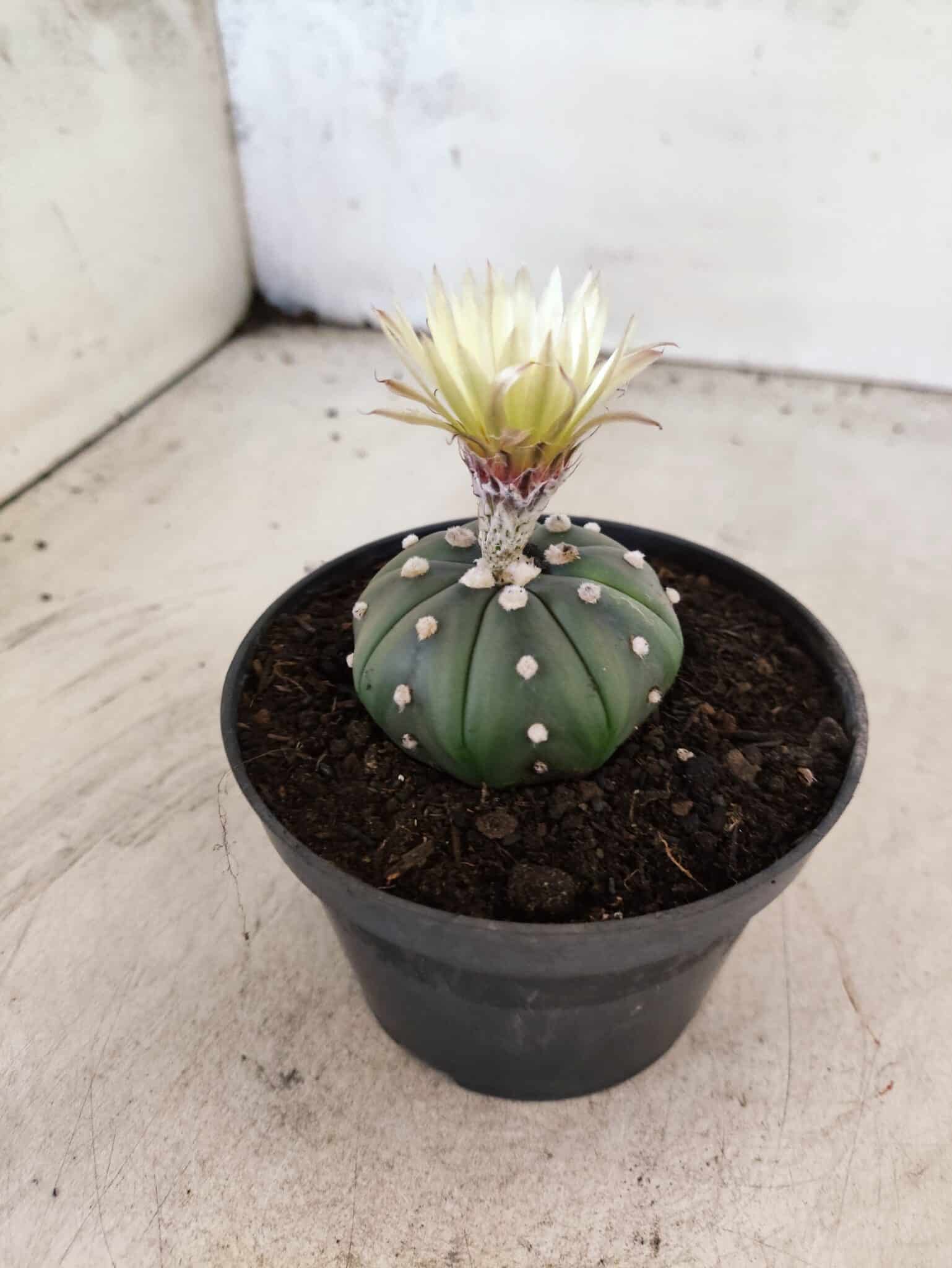 MATRIZ ASTROPHYTUM ASTERIAS "NUDUM" Nº 1082 – vaso 11 - foto 6