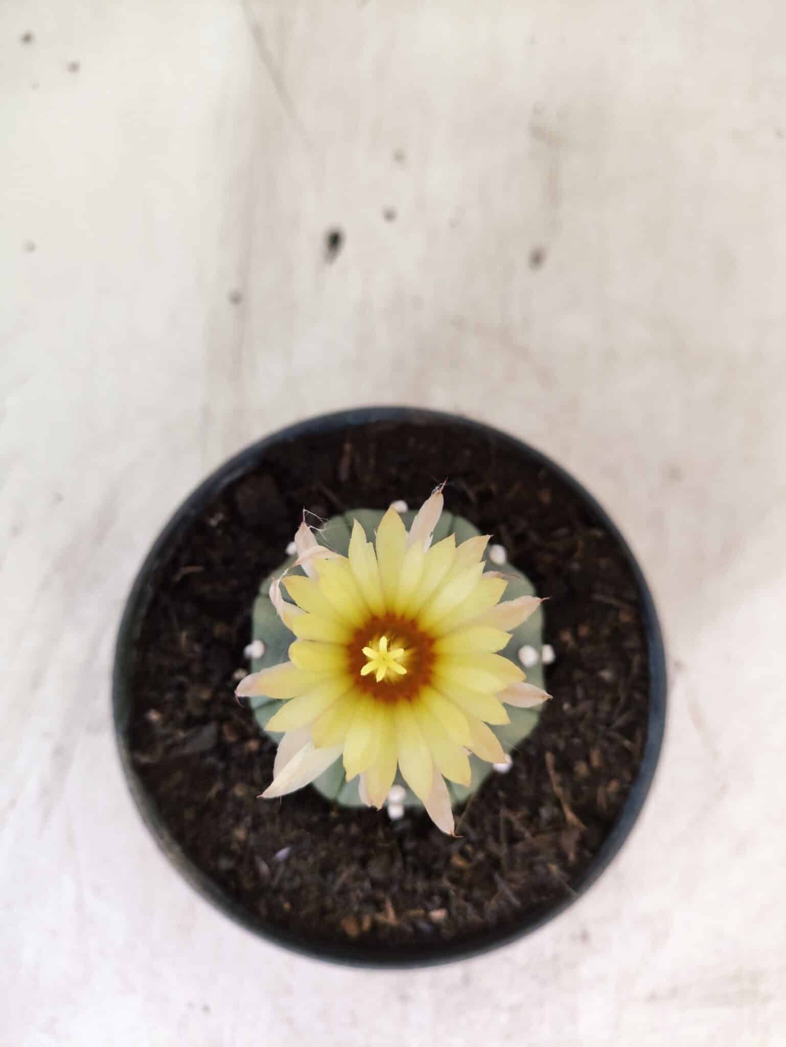 MATRIZ ASTROPHYTUM ASTERIAS "NUDUM" Nº 1082 – vaso 11 - foto 3