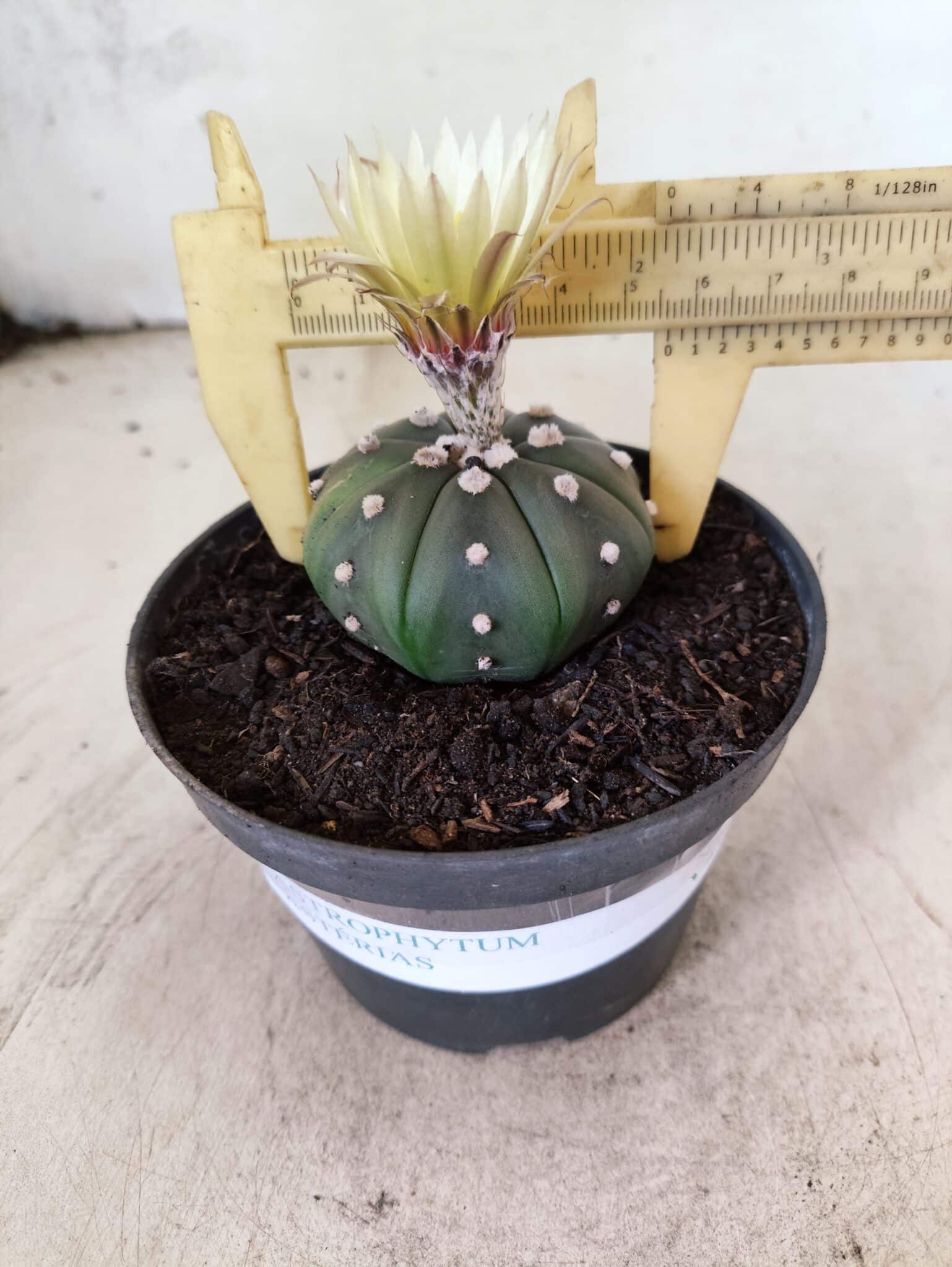 MATRIZ ASTROPHYTUM ASTERIAS "NUDUM" Nº 1082 – vaso 11 - foto 4