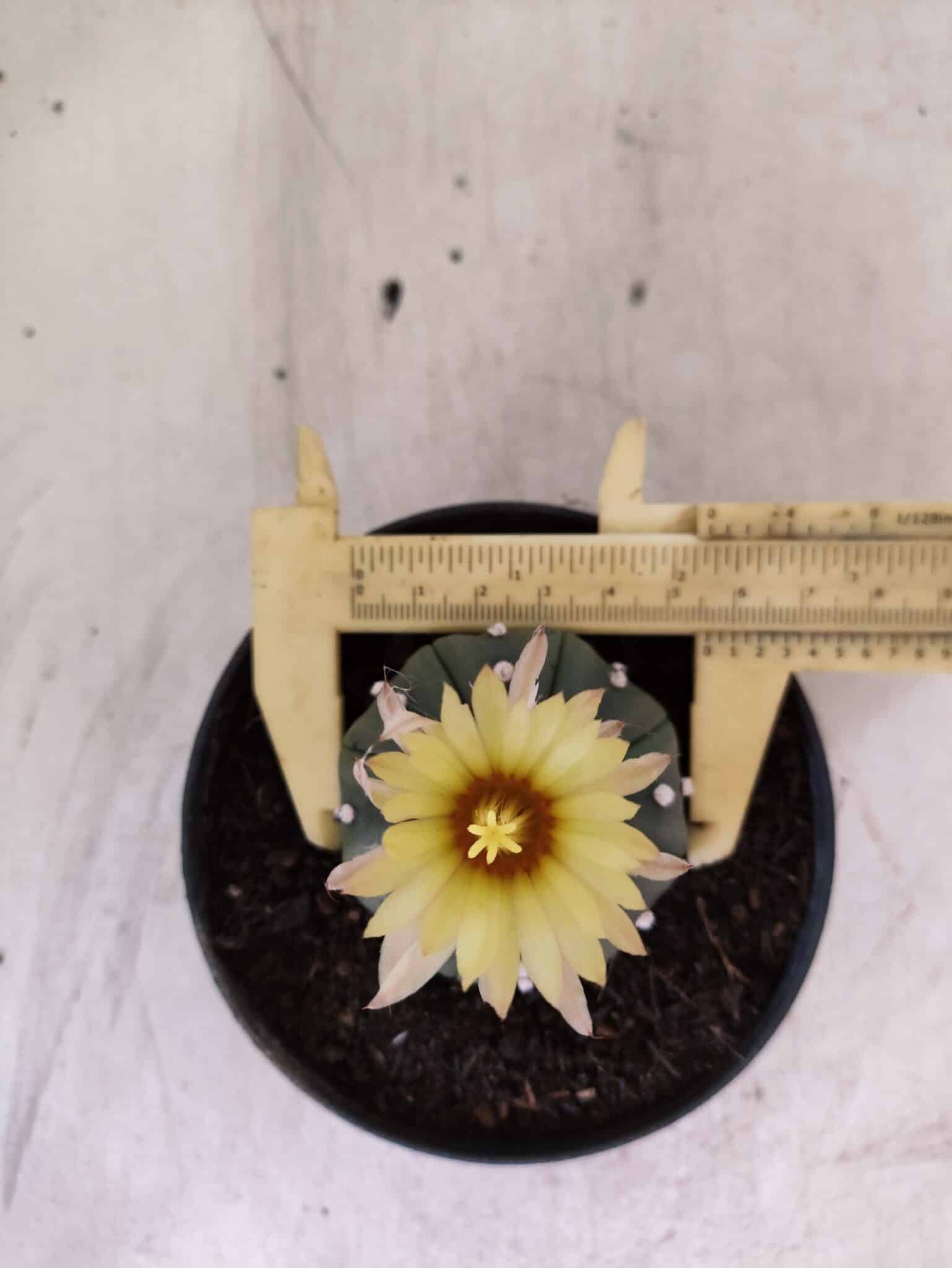MATRIZ ASTROPHYTUM ASTERIAS "NUDUM" Nº 1082 – vaso 11 - foto 5