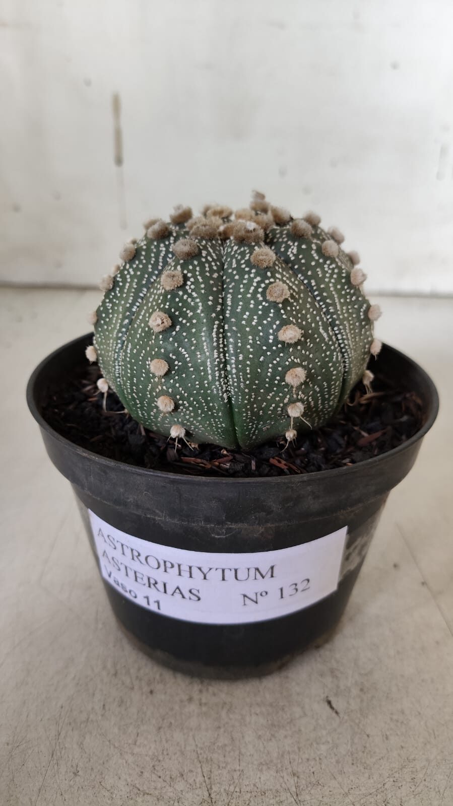 ASTROPHYTUM ASTERIAS  Nº 132 – vaso 11