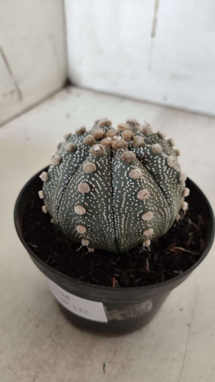 ASTROPHYTUM ASTERIAS  Nº 132 – vaso 11