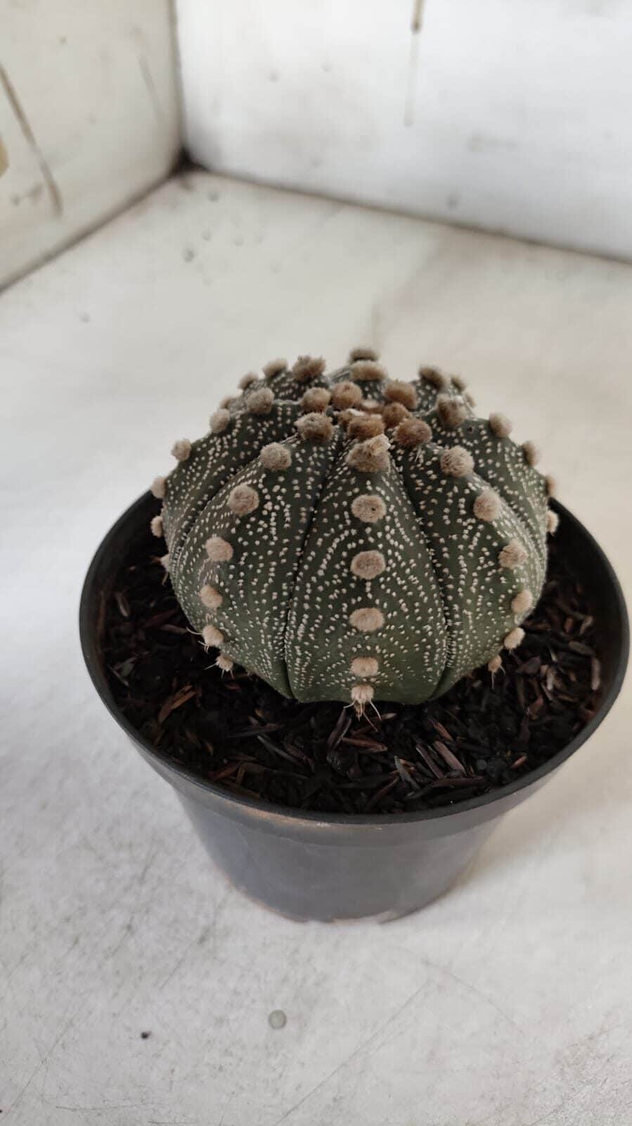 ASTROPHYTUM ASTERIAS  Nº 132 – vaso 11