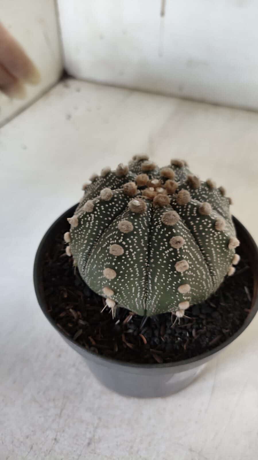 ASTROPHYTUM ASTERIAS  Nº 132 – vaso 11