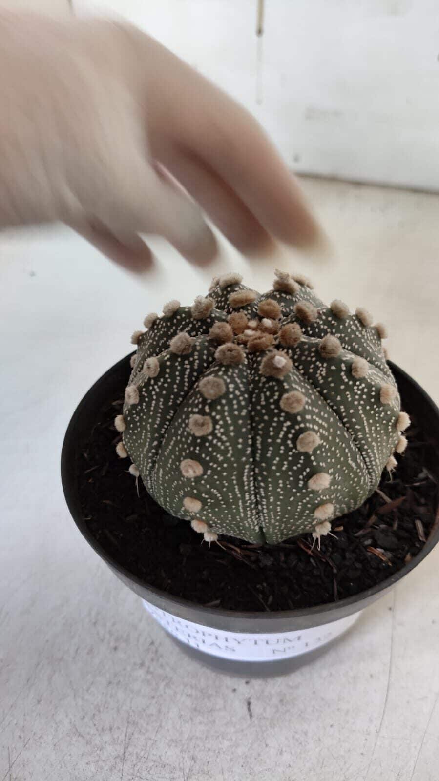 ASTROPHYTUM ASTERIAS  Nº 132 – vaso 11