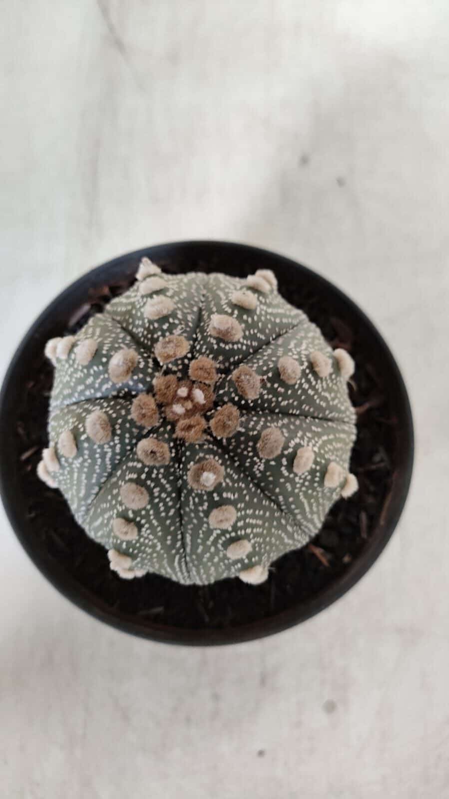 ASTROPHYTUM ASTERIAS  Nº 132 – vaso 11