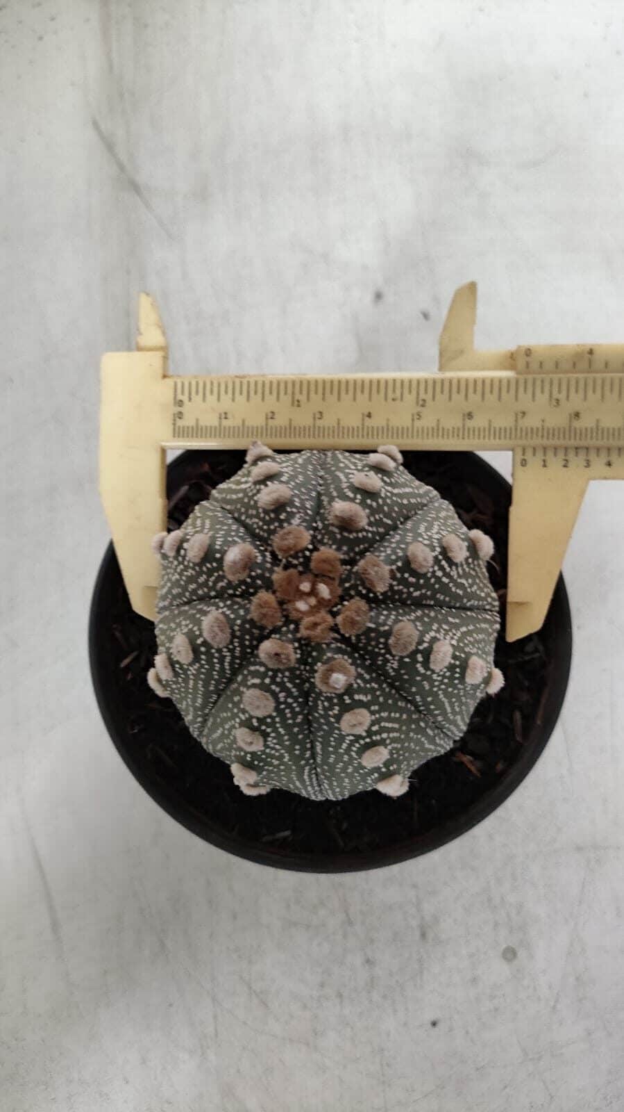 ASTROPHYTUM ASTERIAS  Nº 132 – vaso 11