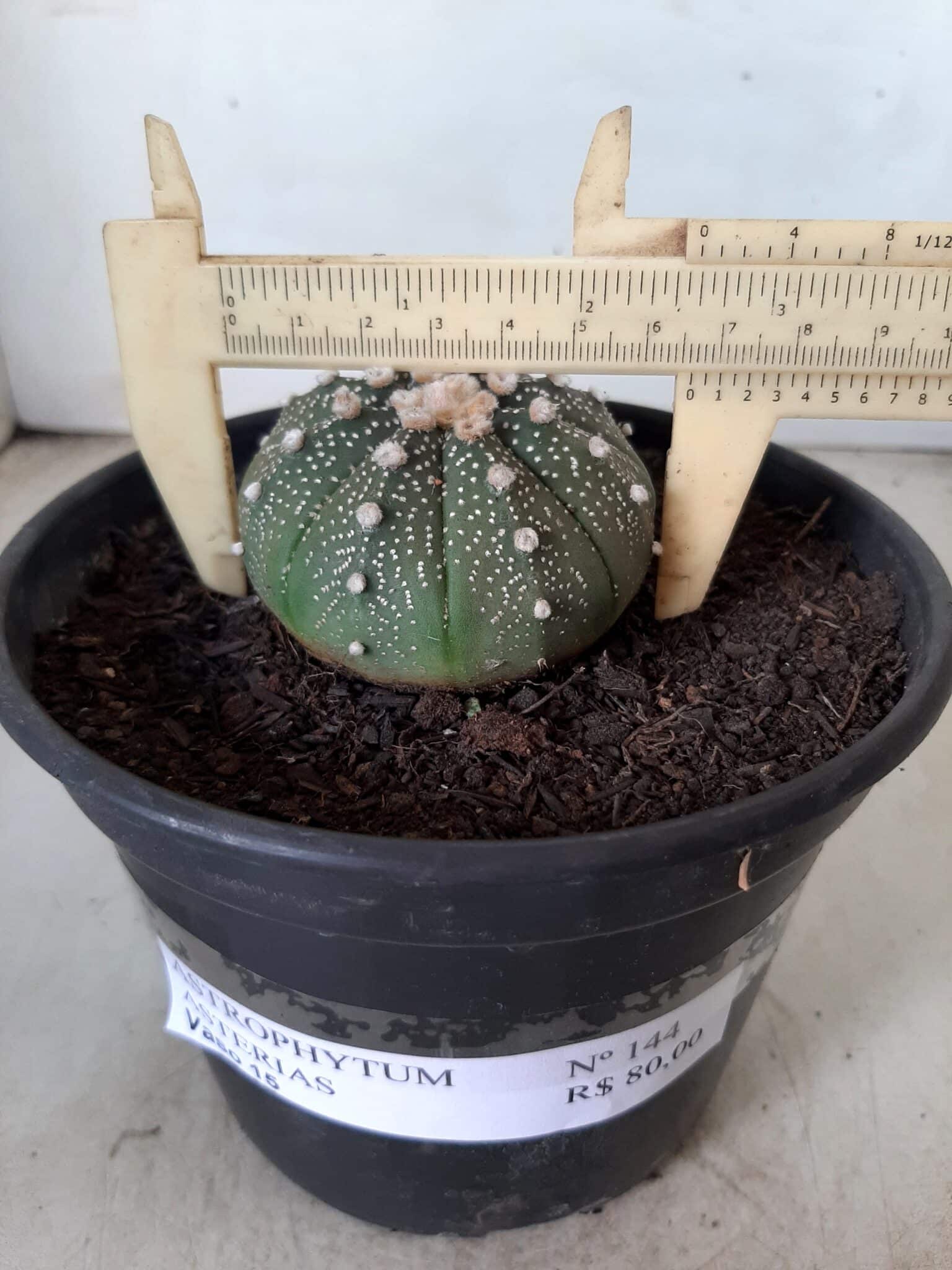 ASTROPHYTUM ASTERIAS Nº 144 – vaso 15