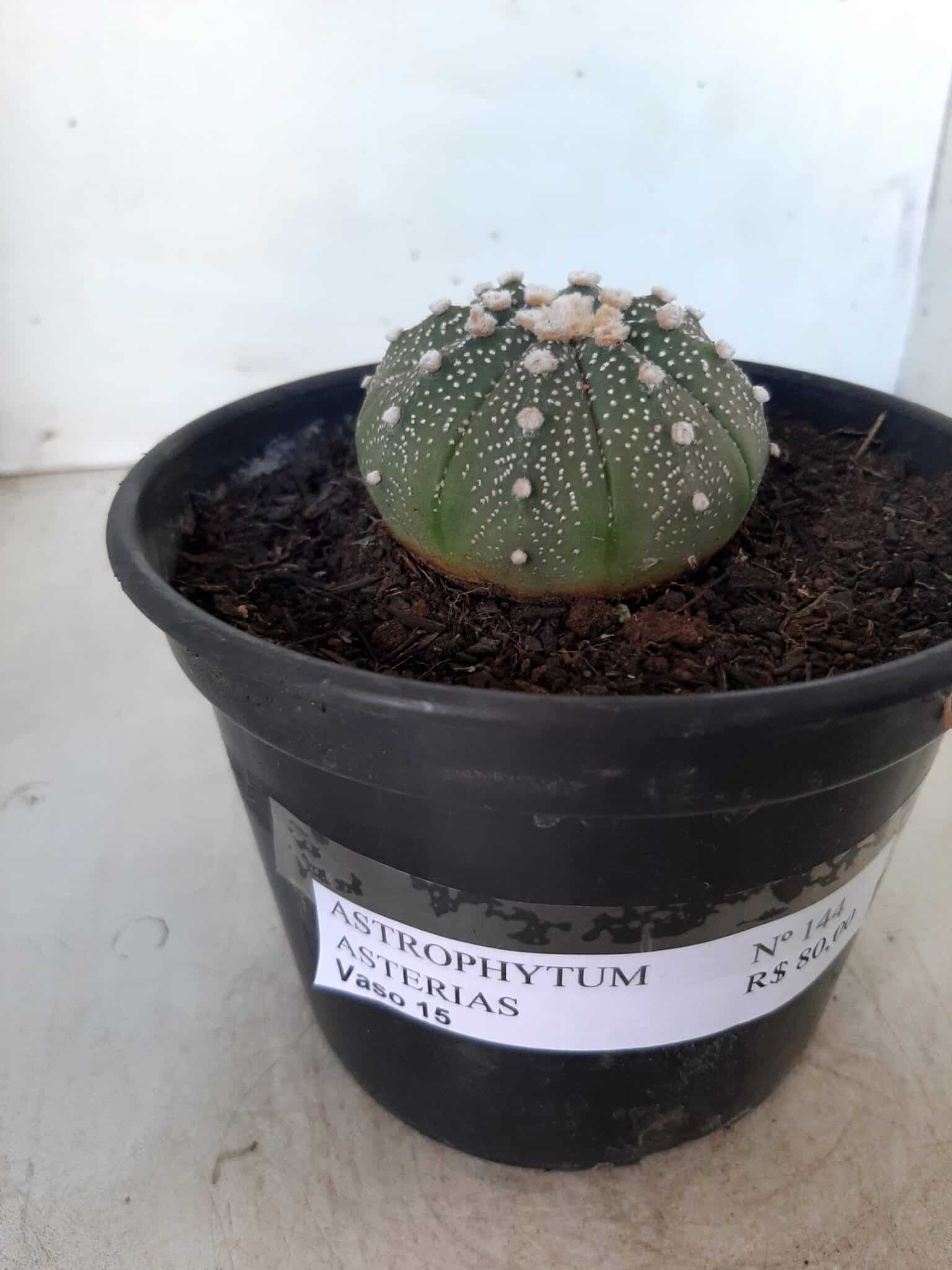 ASTROPHYTUM ASTERIAS Nº 144 – vaso 15