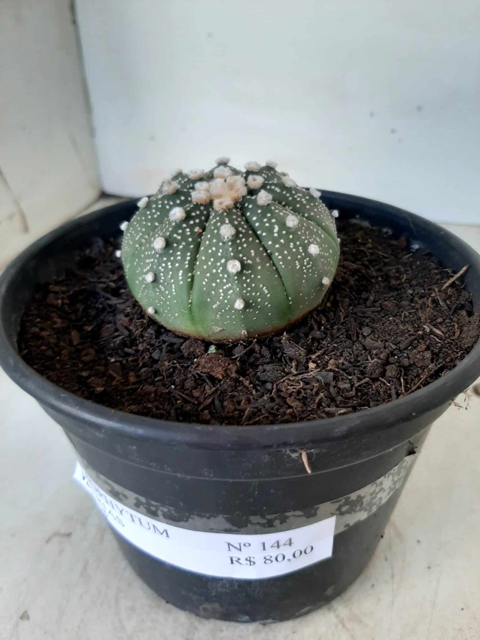 ASTROPHYTUM ASTERIAS Nº 144 – vaso 15