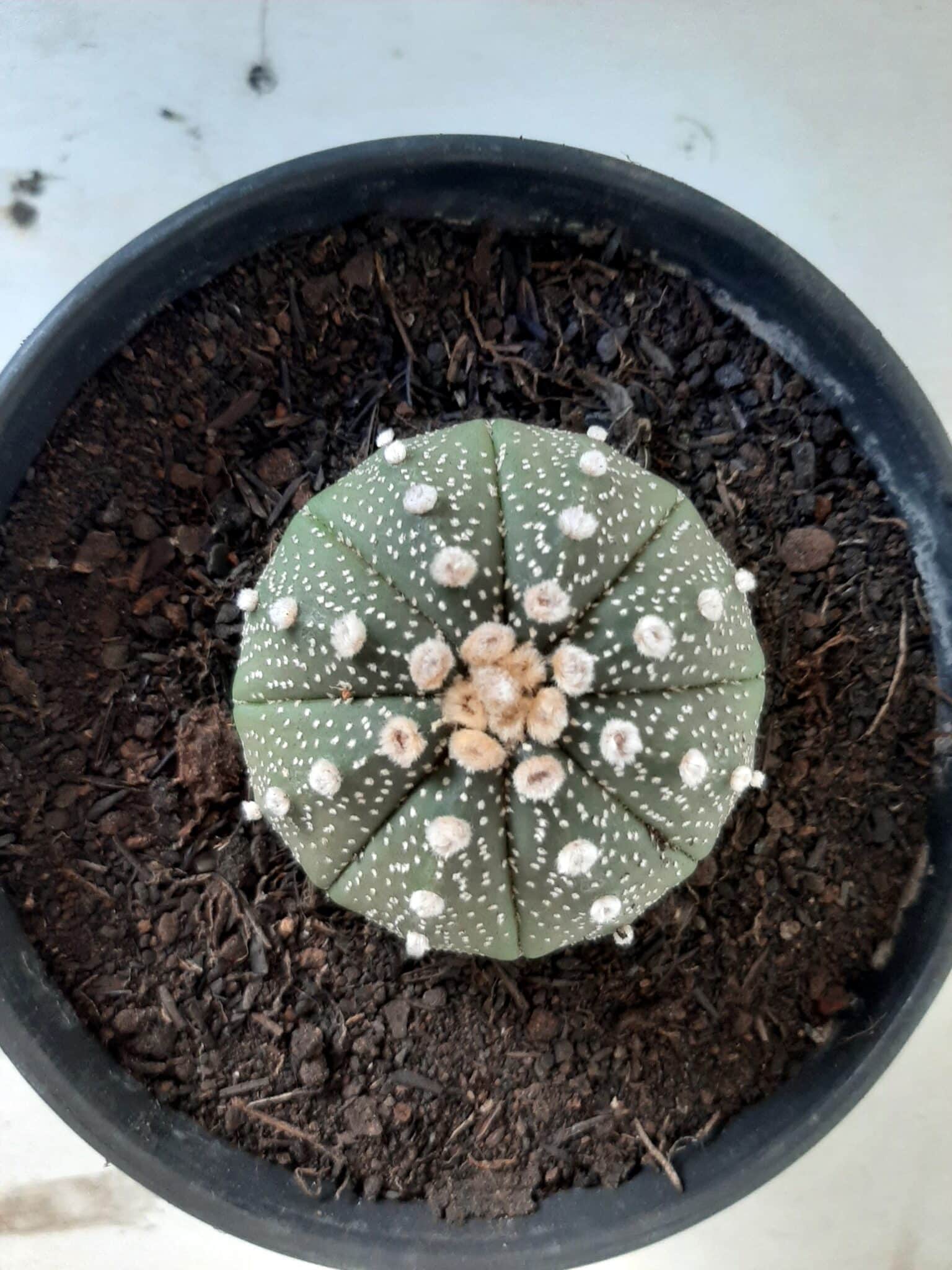 ASTROPHYTUM ASTERIAS Nº 144 – vaso 15