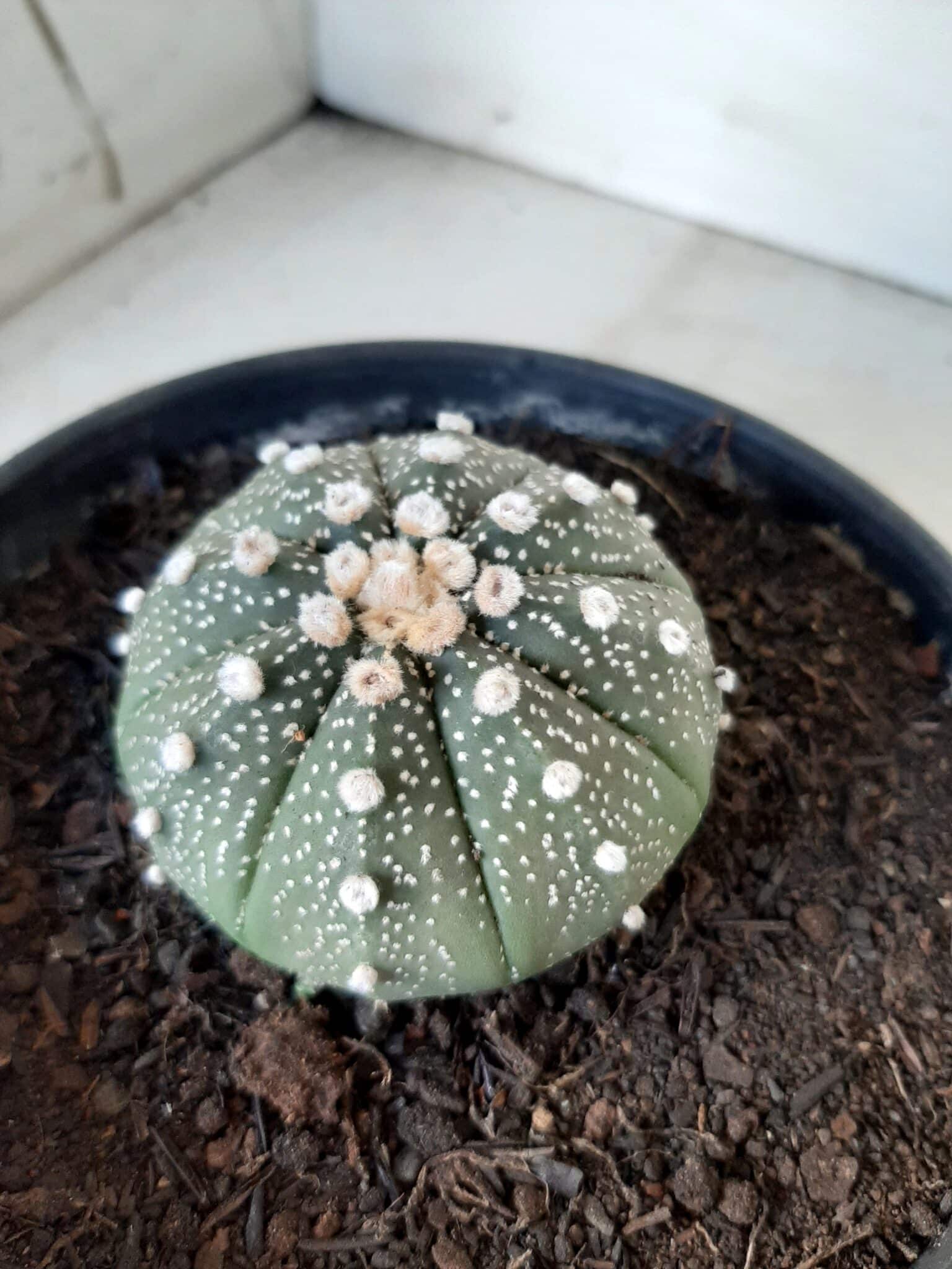 ASTROPHYTUM ASTERIAS Nº 144 – vaso 15
