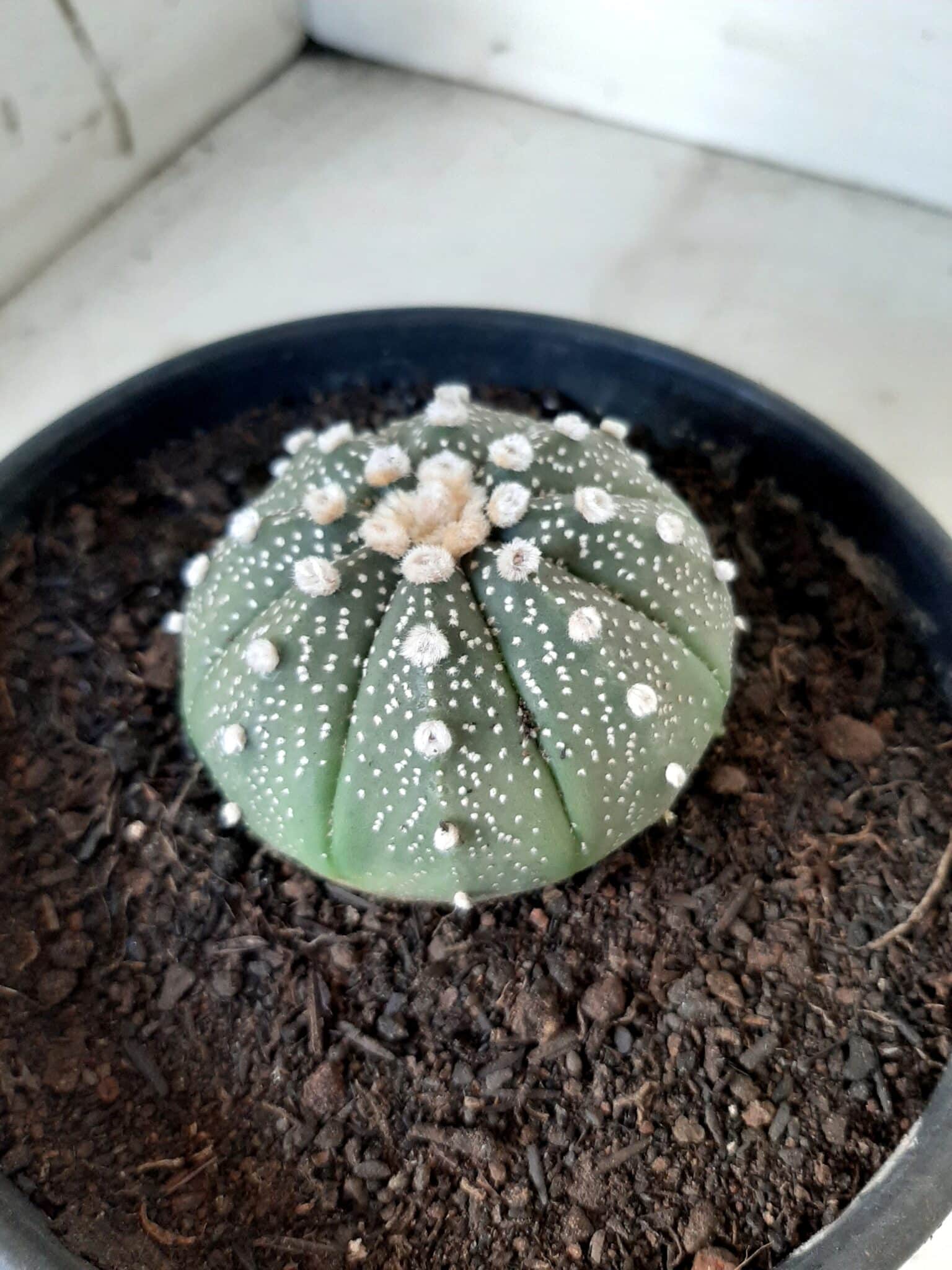 ASTROPHYTUM ASTERIAS Nº 144 – vaso 15