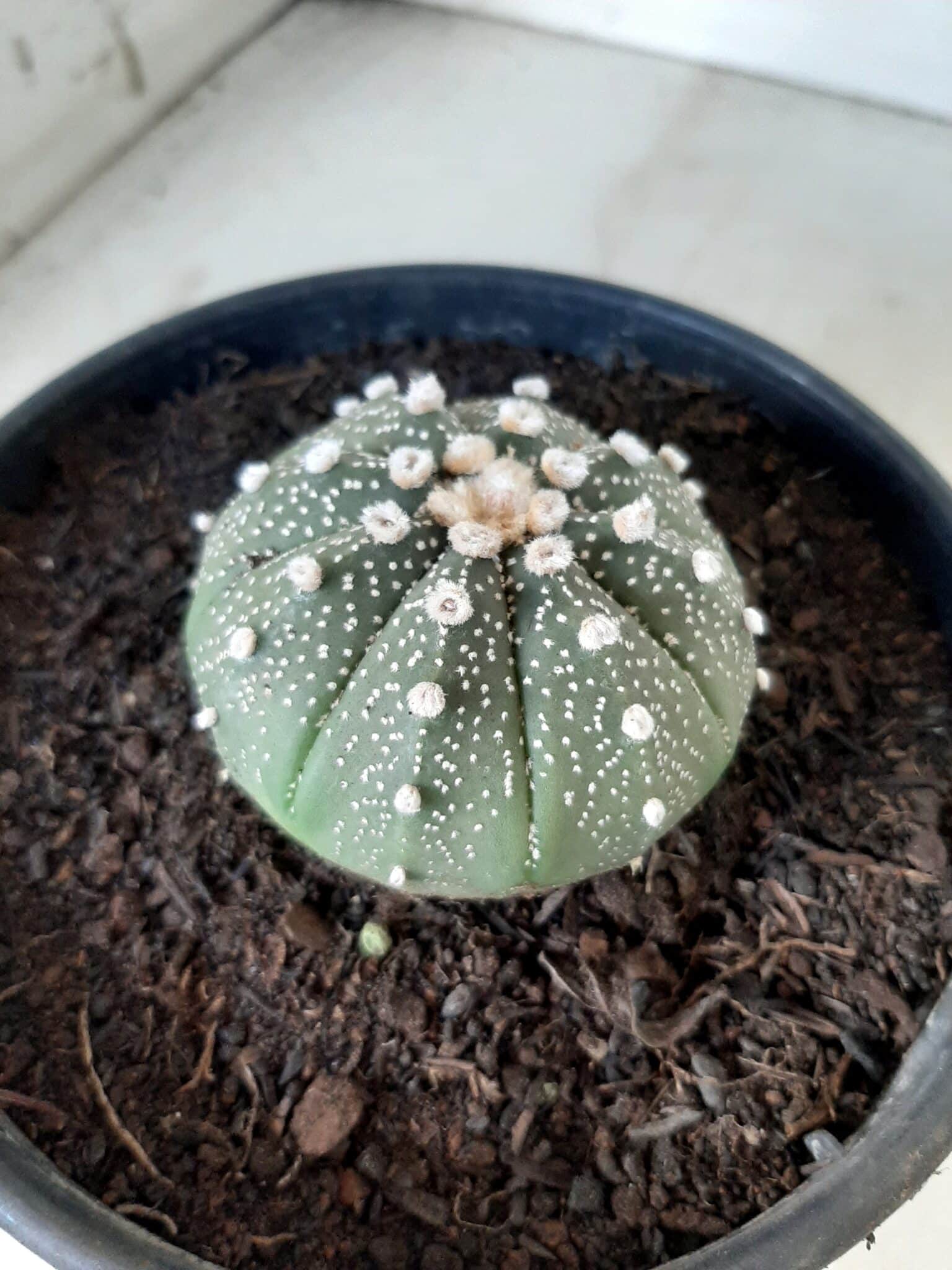ASTROPHYTUM ASTERIAS Nº 144 – vaso 15
