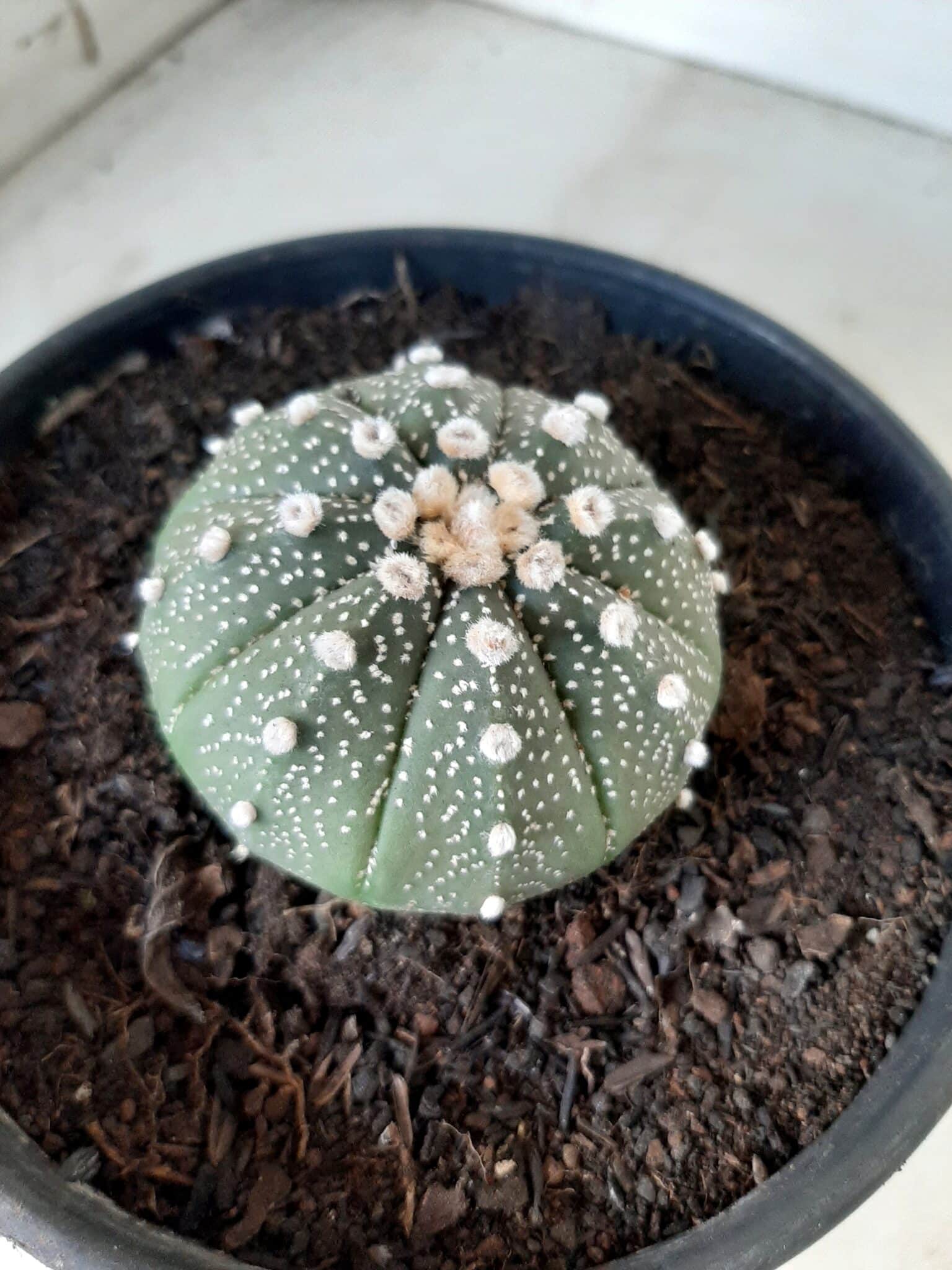 ASTROPHYTUM ASTERIAS Nº 144 – vaso 15