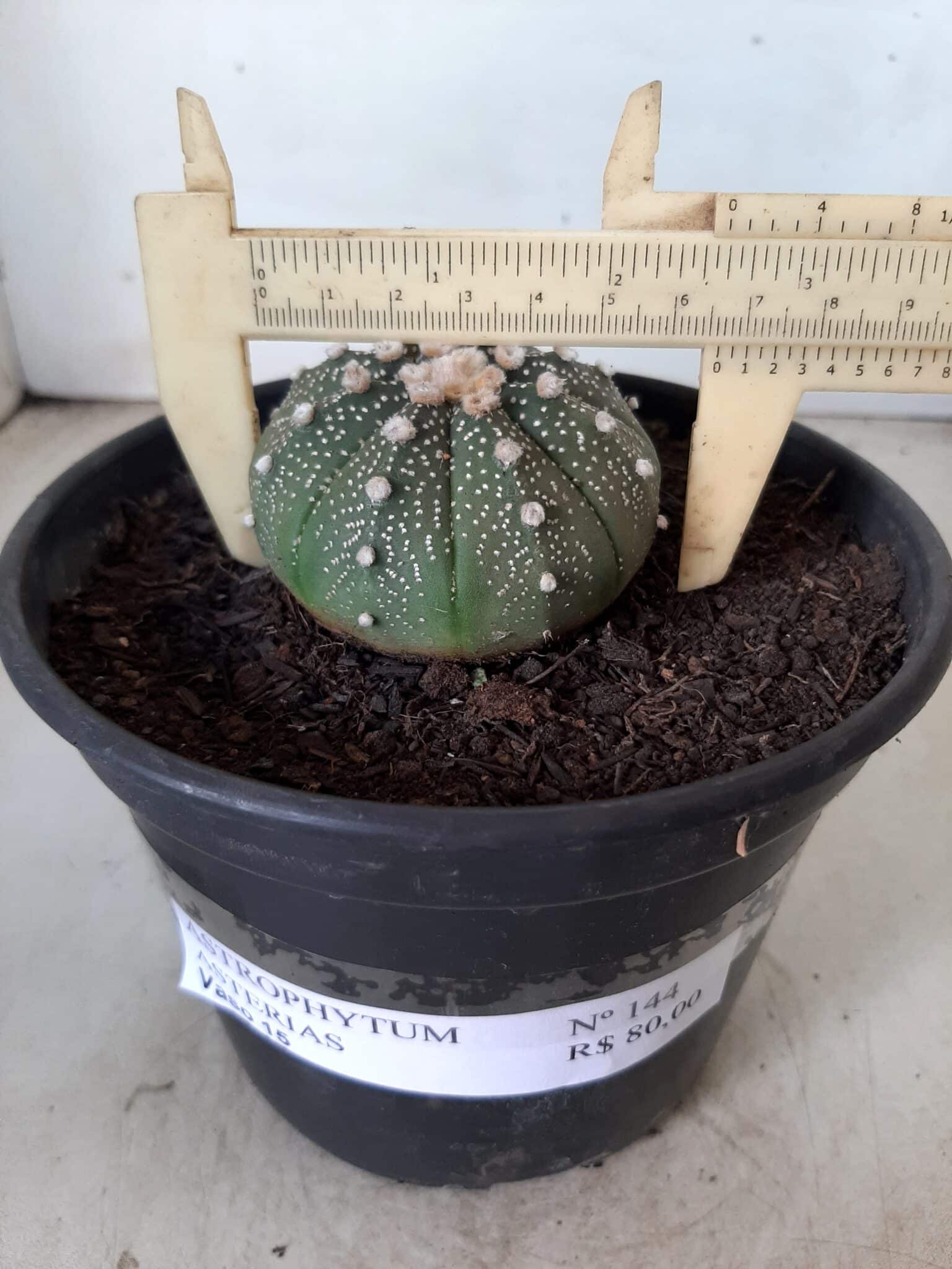 ASTROPHYTUM ASTERIAS Nº 144 – vaso 15