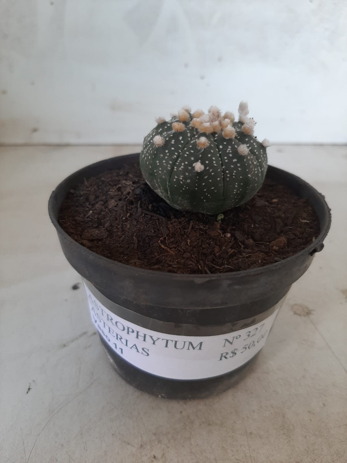 ASTROPHYTUM ASTERIAS Nº 327 – vaso 11