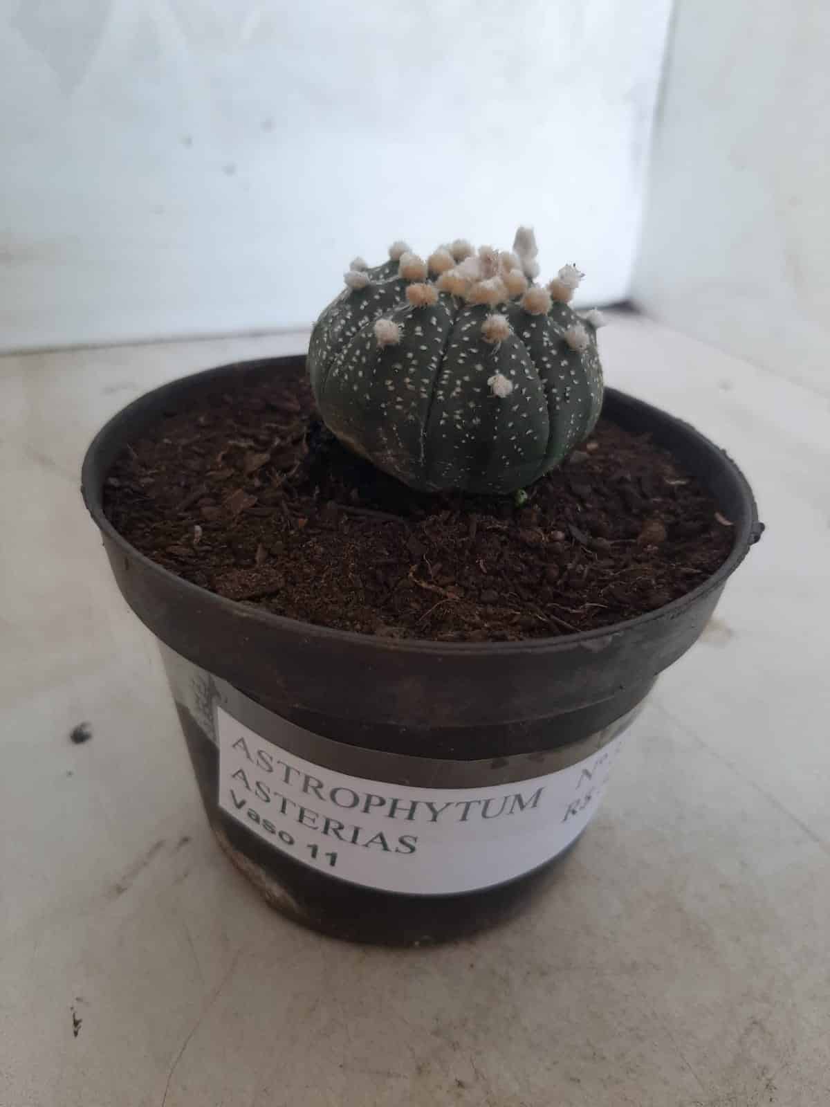 ASTROPHYTUM ASTERIAS Nº 327 – vaso 11