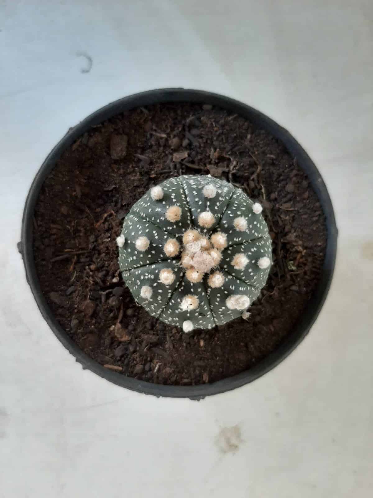 ASTROPHYTUM ASTERIAS Nº 327 – vaso 11