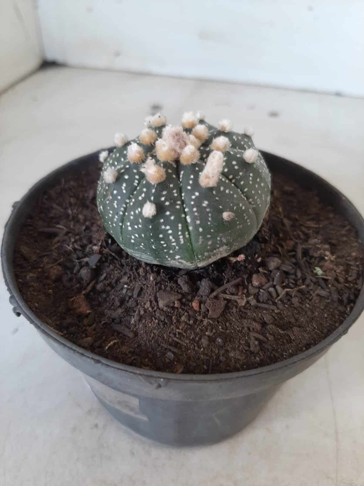 ASTROPHYTUM ASTERIAS Nº 327 – vaso 11