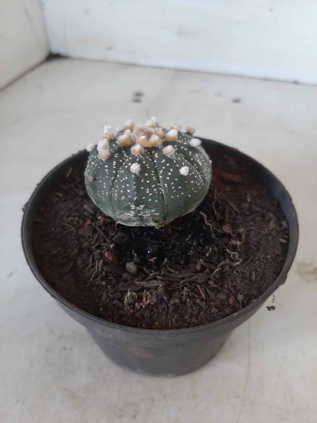 ASTROPHYTUM ASTERIAS Nº 327 – vaso 11