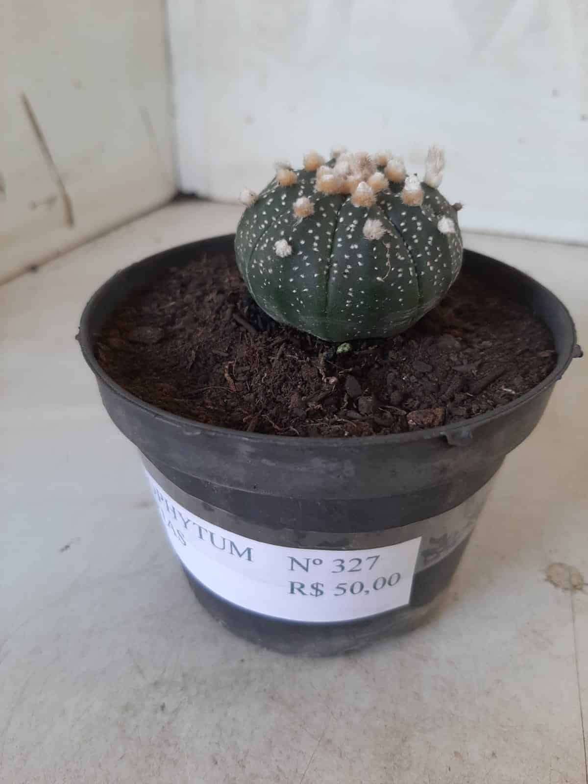 ASTROPHYTUM ASTERIAS Nº 327 – vaso 11