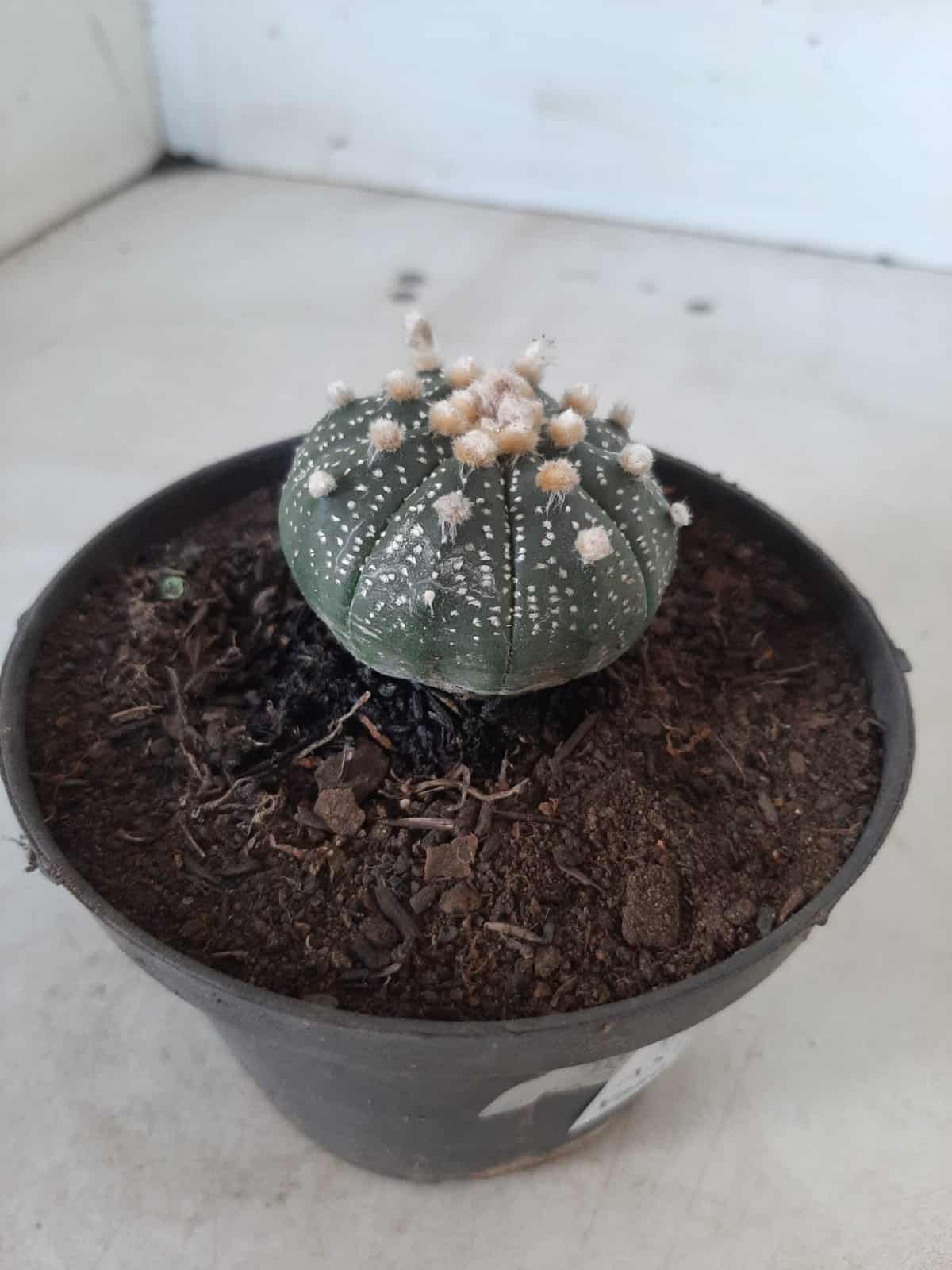 ASTROPHYTUM ASTERIAS Nº 327 – vaso 11