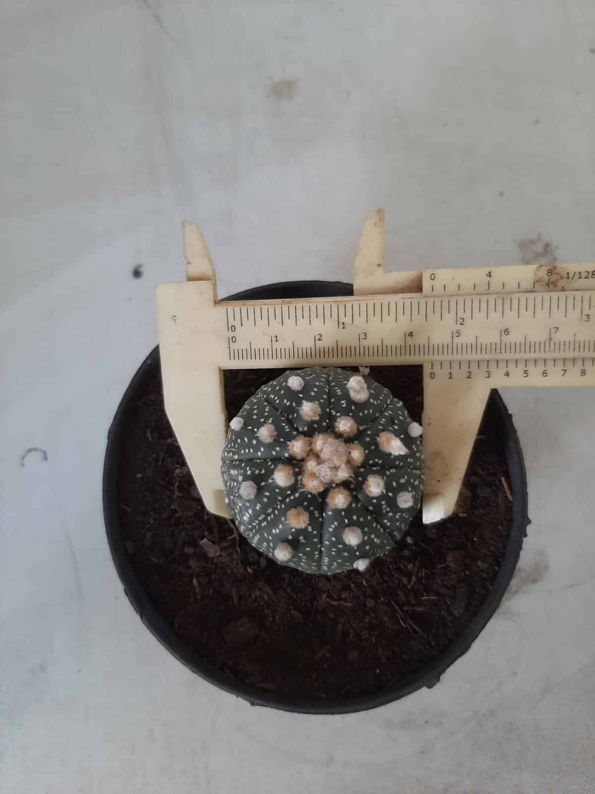 ASTROPHYTUM ASTERIAS Nº 327 – vaso 11