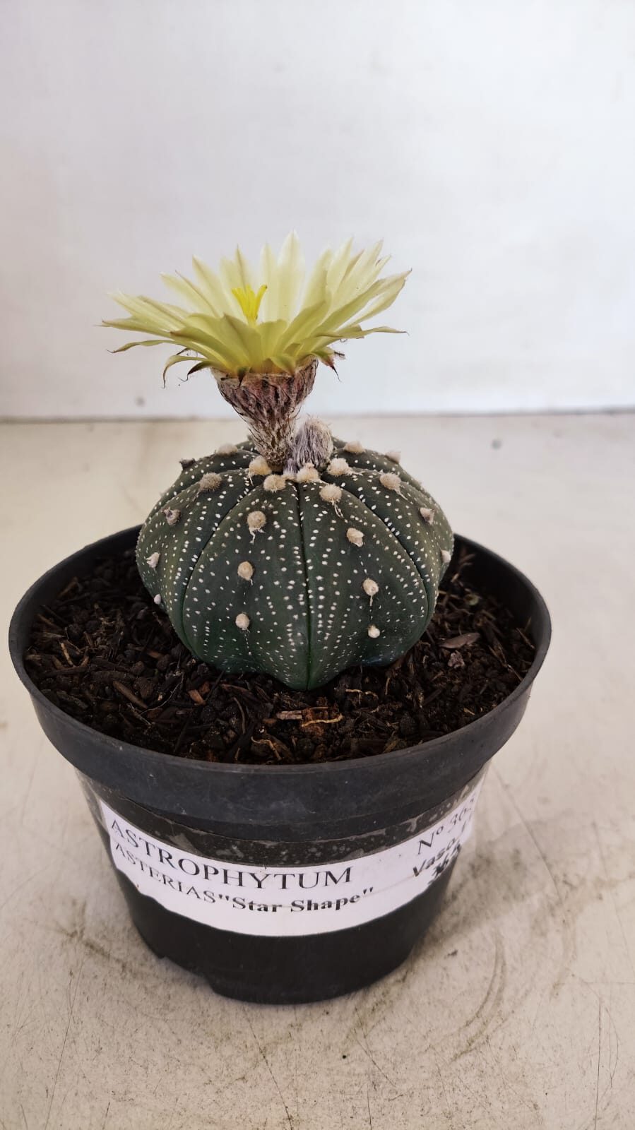 ASTROPHYTUM ASTERIAS STAR SHAPE Nº 365 – vaso 11 - foto 4