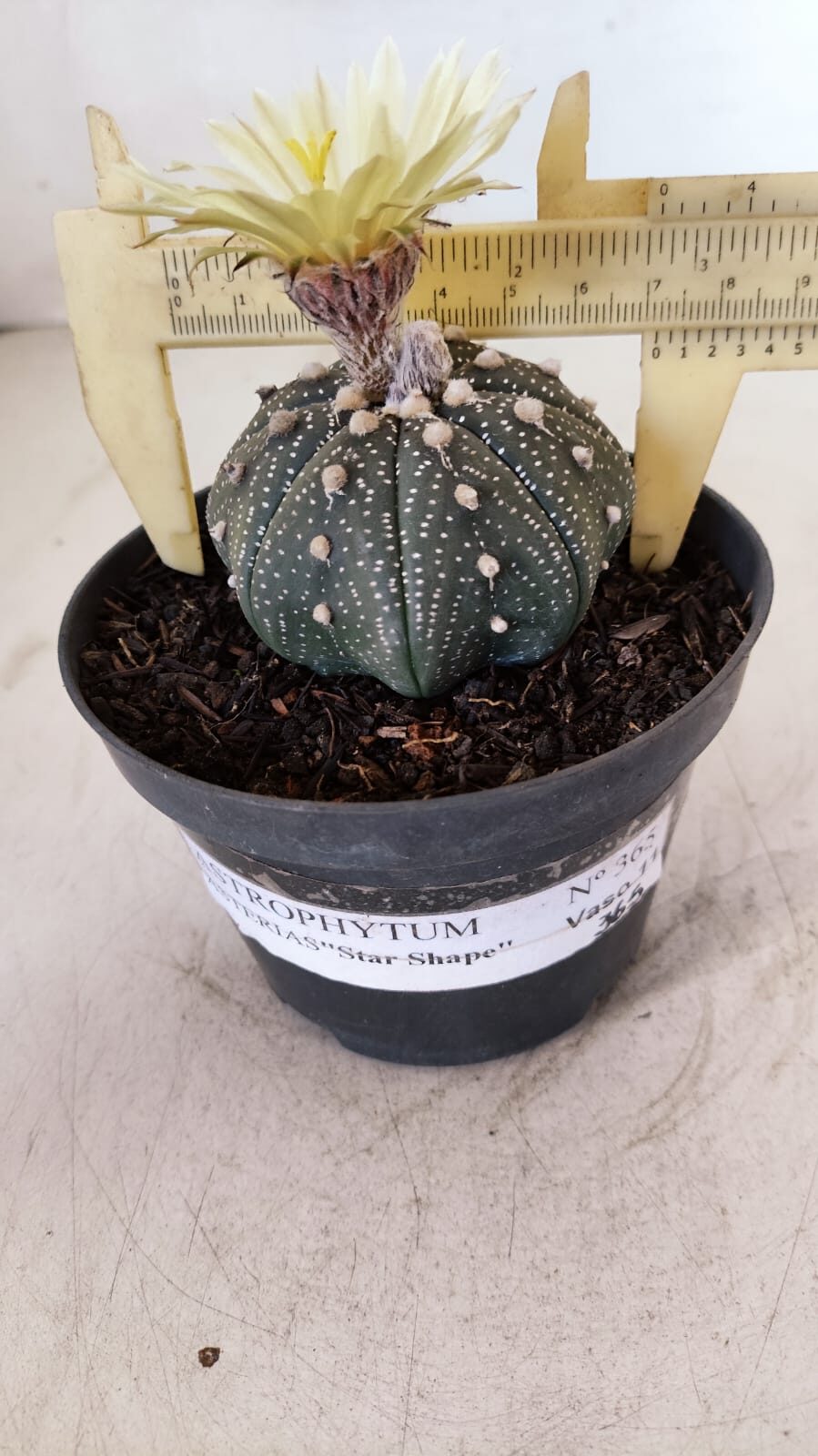 ASTROPHYTUM ASTERIAS STAR SHAPE Nº 365 – vaso 11 - foto 6