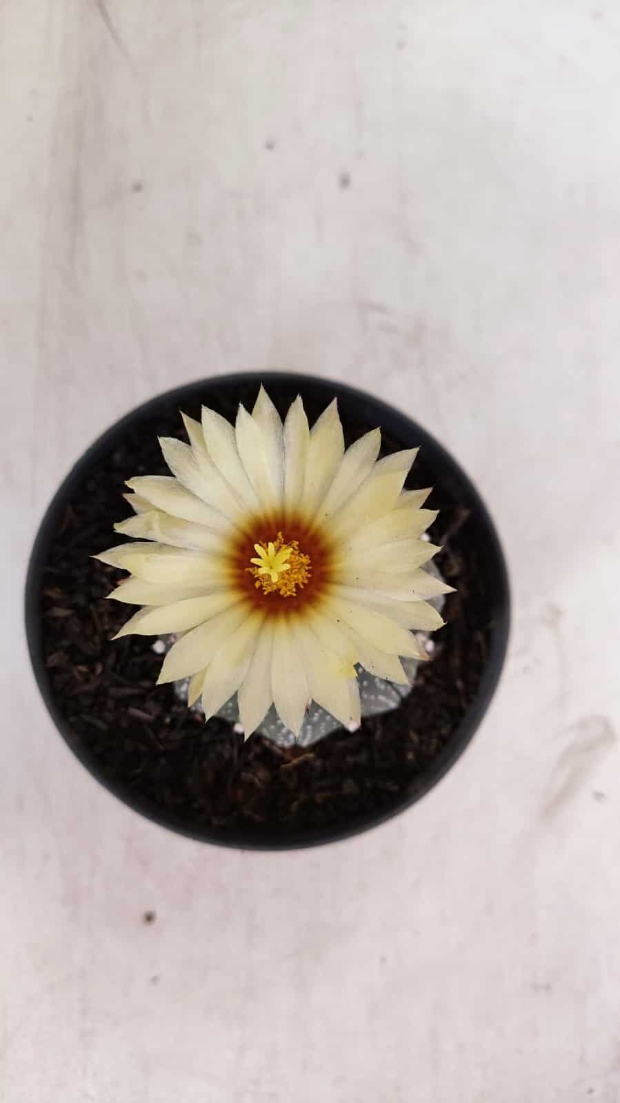 ASTROPHYTUM ASTERIAS STAR SHAPE Nº 365 – vaso 11 - foto 5